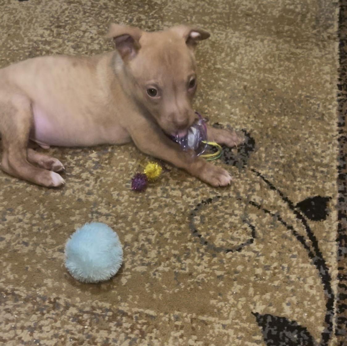 Brian, a Adopted mixed breed in Rancho Cucamonga, CA image 3/3