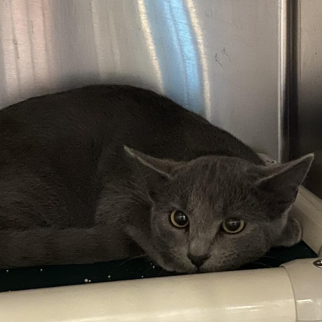 Birch, Adoptable, Young Male Domestic Short Hair.