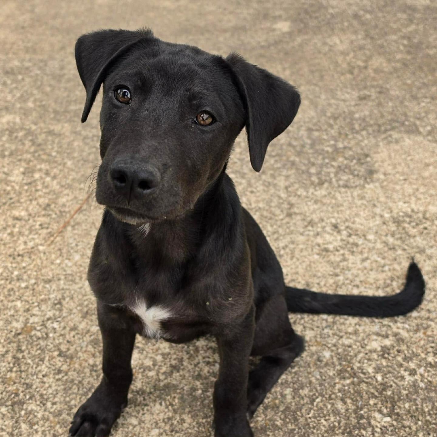 Enlarge Rabbit, an adopted Black Labrador Retriever in Salem, NH image 3/3
