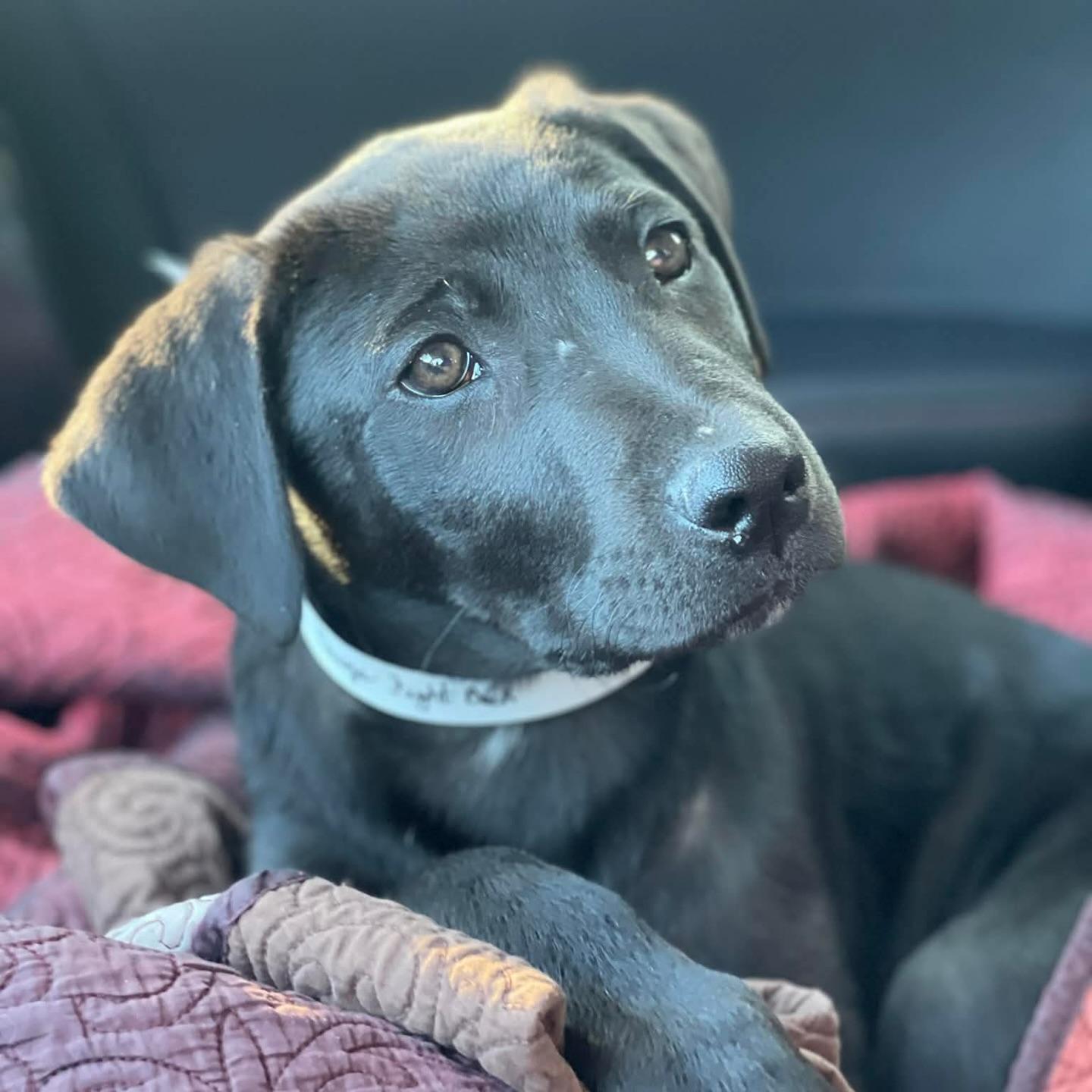 Rabbit, adopted, Puppy Male Black Labrador Retriever.