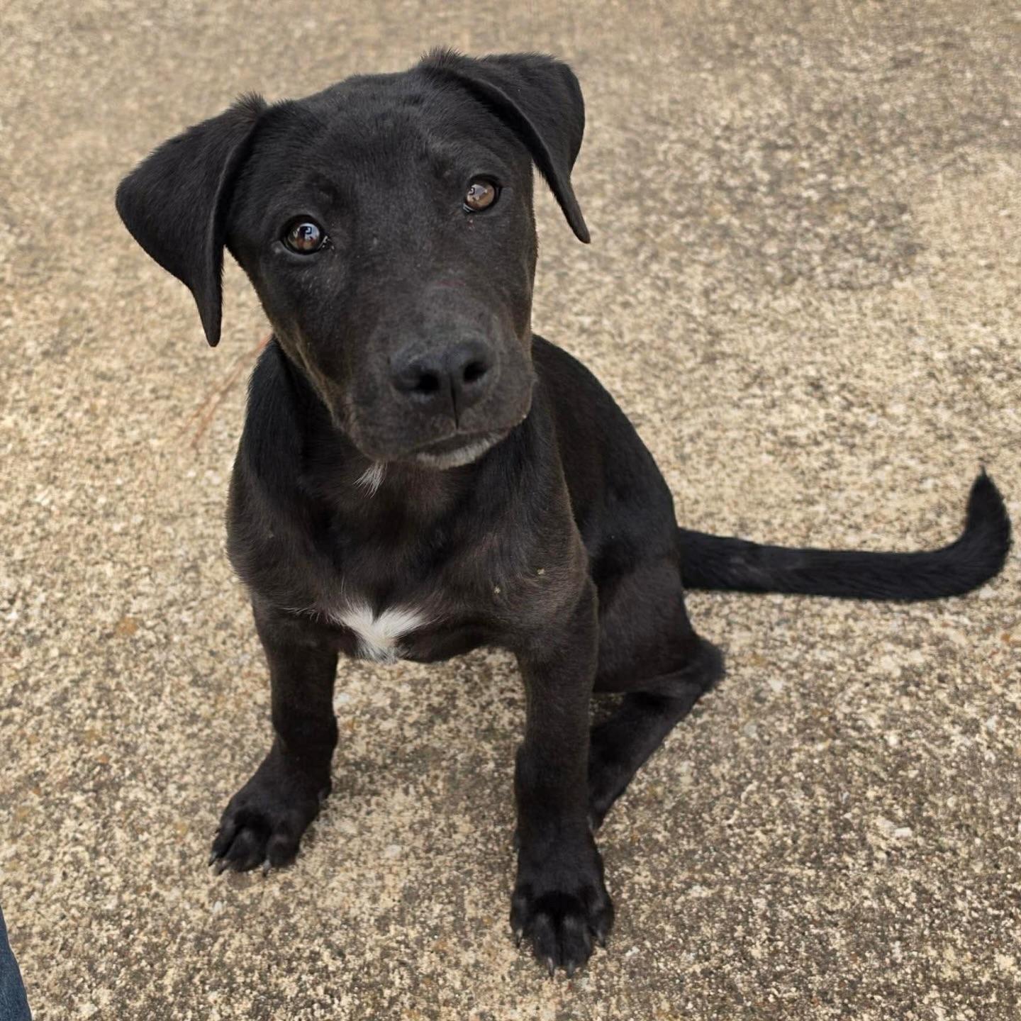 Enlarge Rabbit, an adopted Black Labrador Retriever in Salem, NH image 2/3