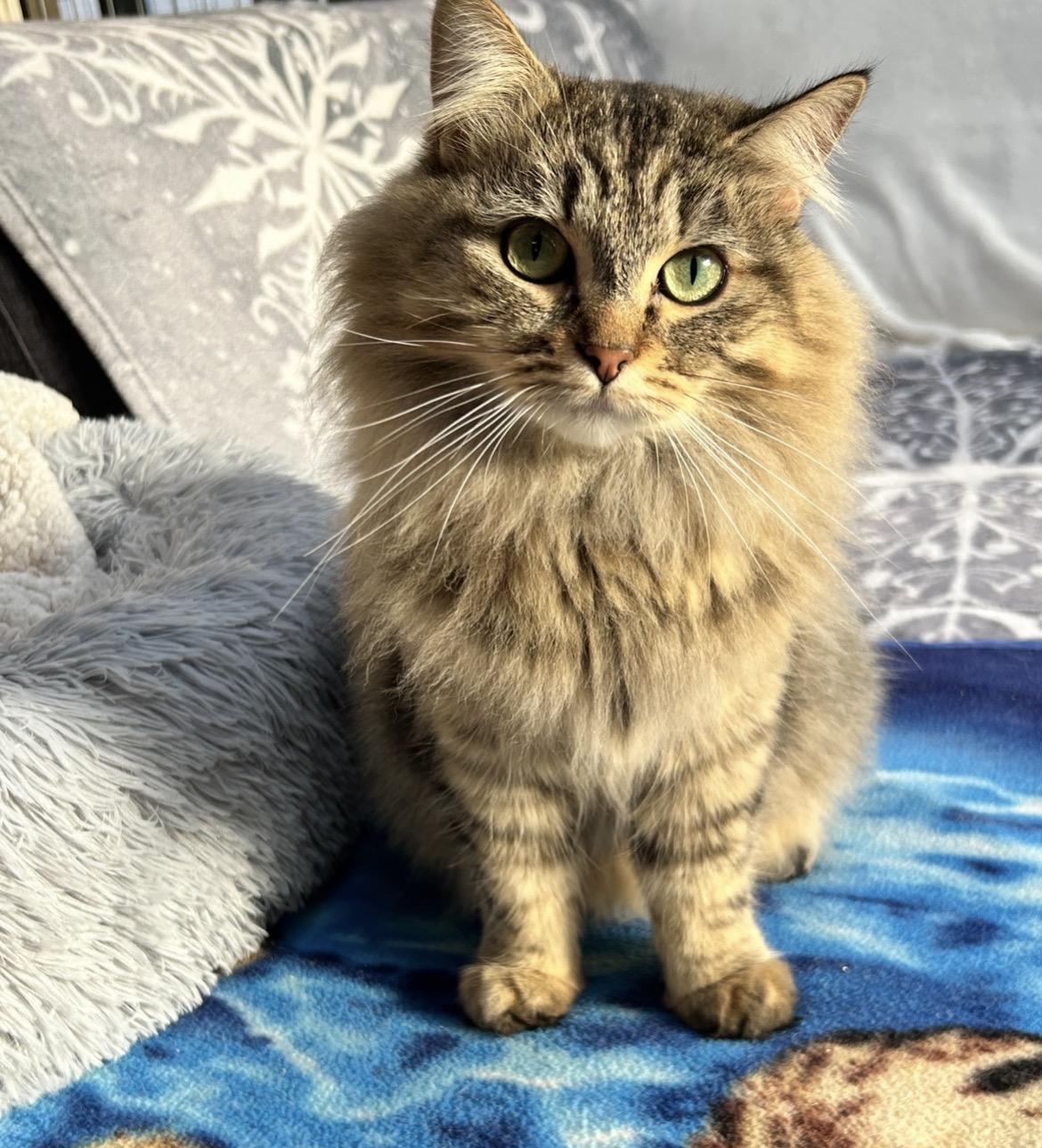 Enlarge Rainbow Trout (Bonded with Guppy), an adoption pending Domestic Long Hair in Maple Ridge, BC image 3/6