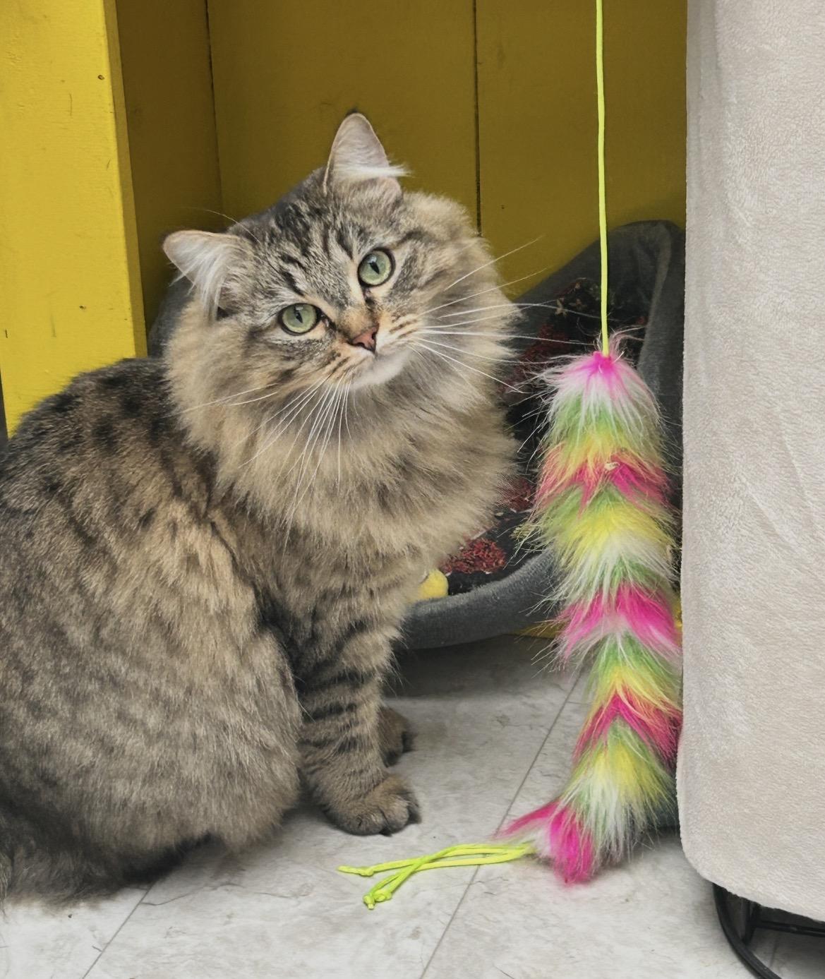 Enlarge Rainbow Trout (Bonded with Guppy), an adoption pending Domestic Long Hair in Maple Ridge, BC image 1/6