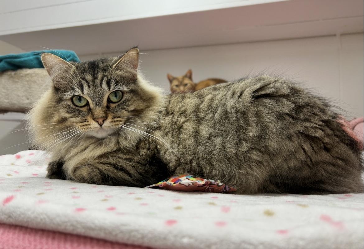 Enlarge Rainbow Trout (Bonded with Guppy), an adoption pending Domestic Long Hair in Maple Ridge, BC image 5/6