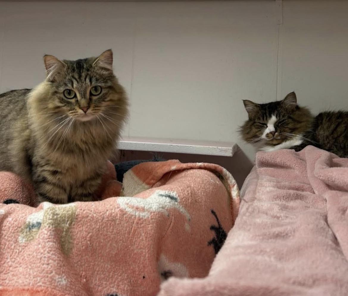 Enlarge Rainbow Trout (Bonded with Guppy), an adoption pending Domestic Long Hair in Maple Ridge, BC image 6/6