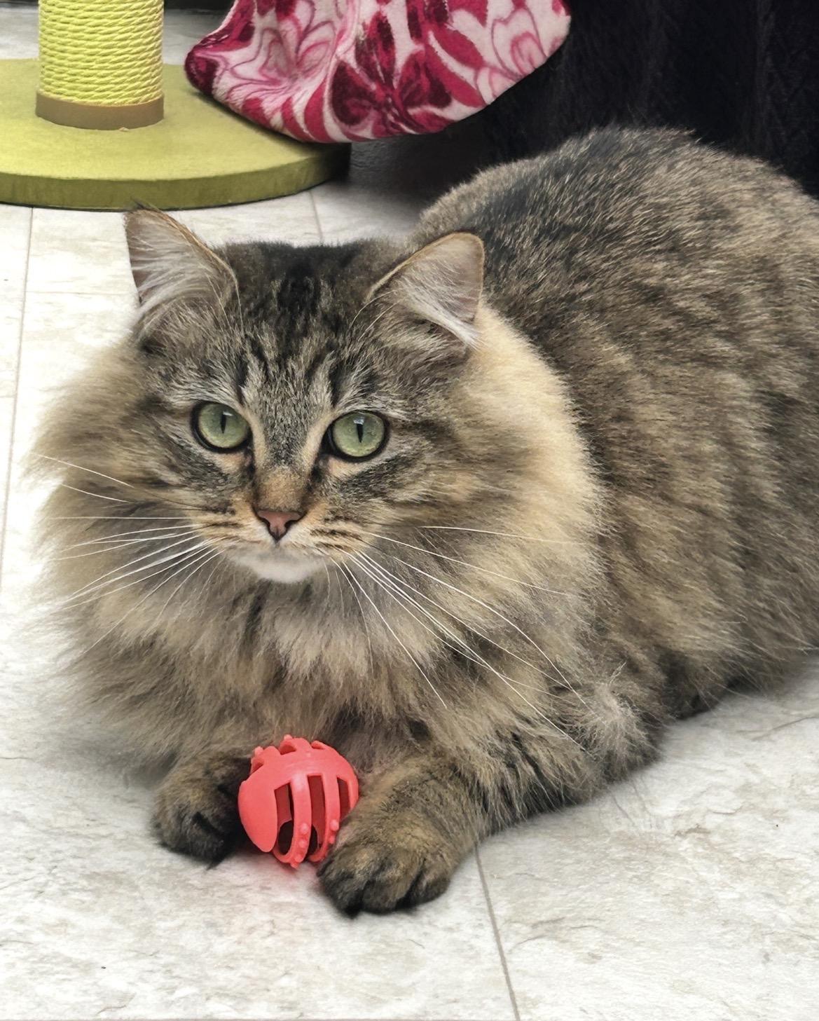 Enlarge Rainbow Trout (Bonded with Guppy), an adoption pending Domestic Long Hair in Maple Ridge, BC image 2/6