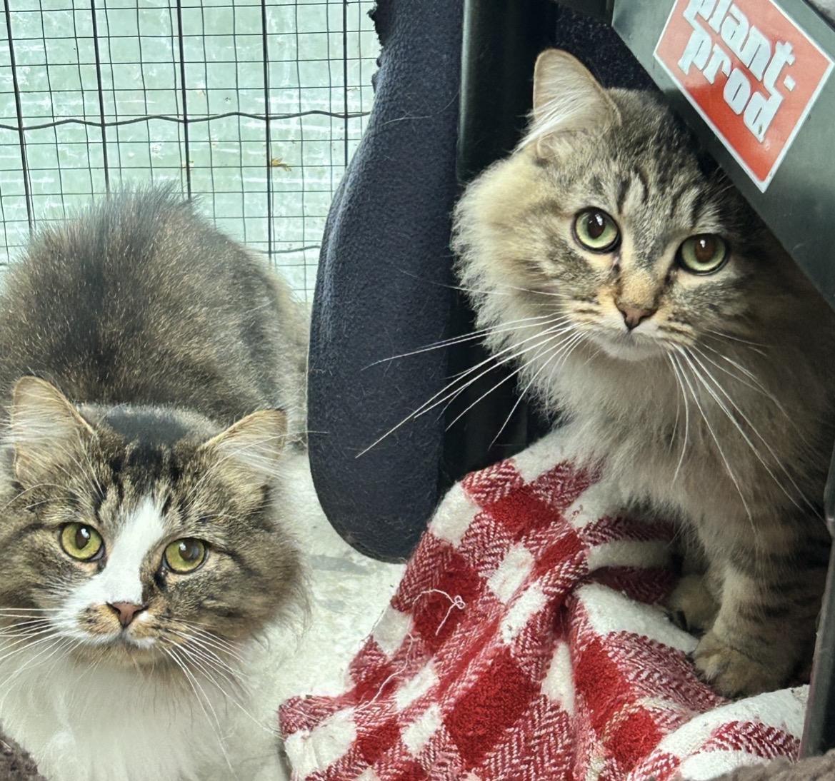 Enlarge Rainbow Trout (Bonded with Guppy), an adoption pending Domestic Long Hair in Maple Ridge, BC image 4/6
