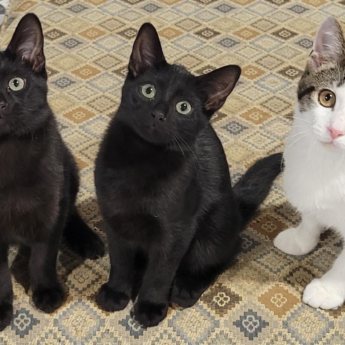 Gomez, Adoptable, Kitten Male Bombay & Abyssinian.