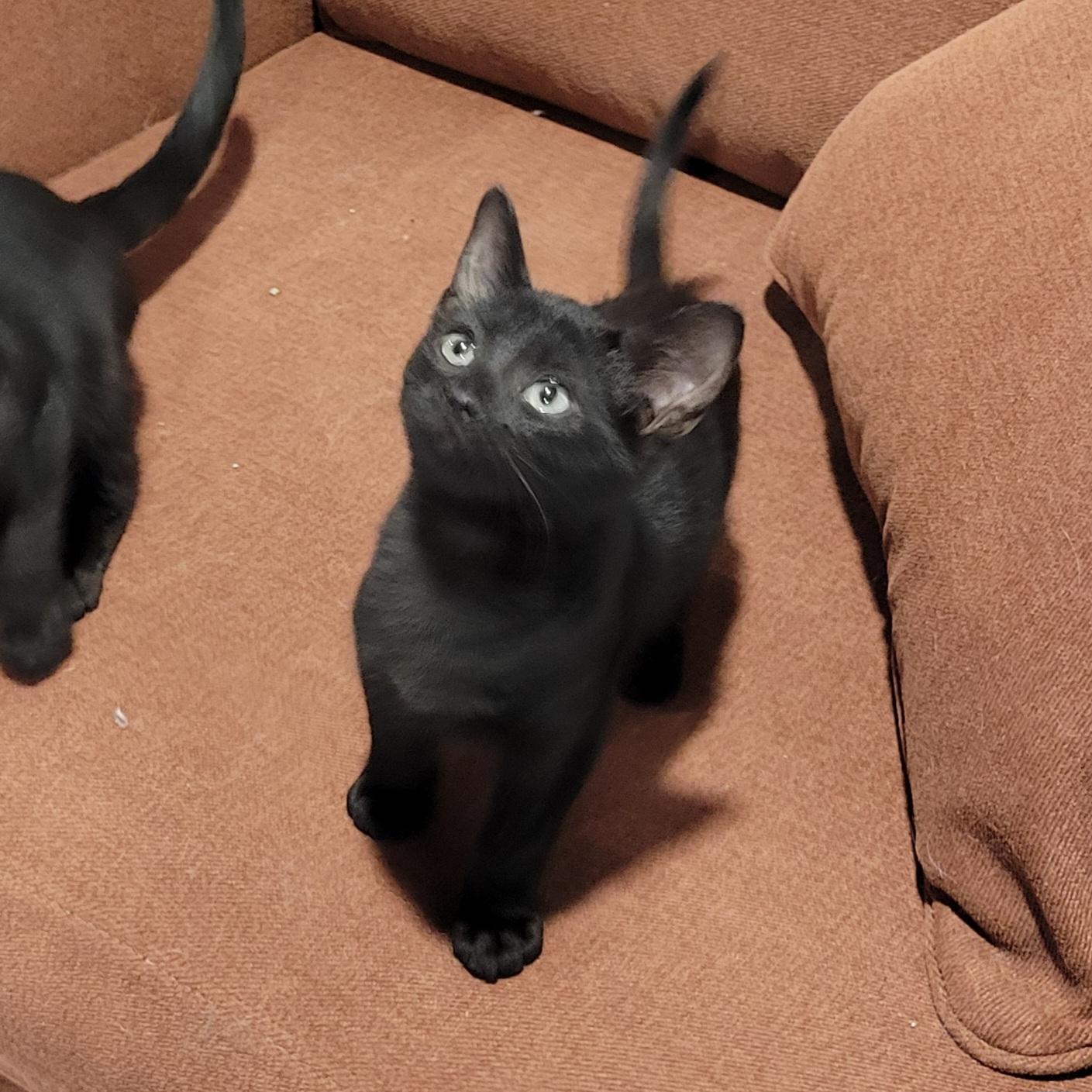 Gomez, a Adoptable mixed breed in Lake Orion, MI image 4/5