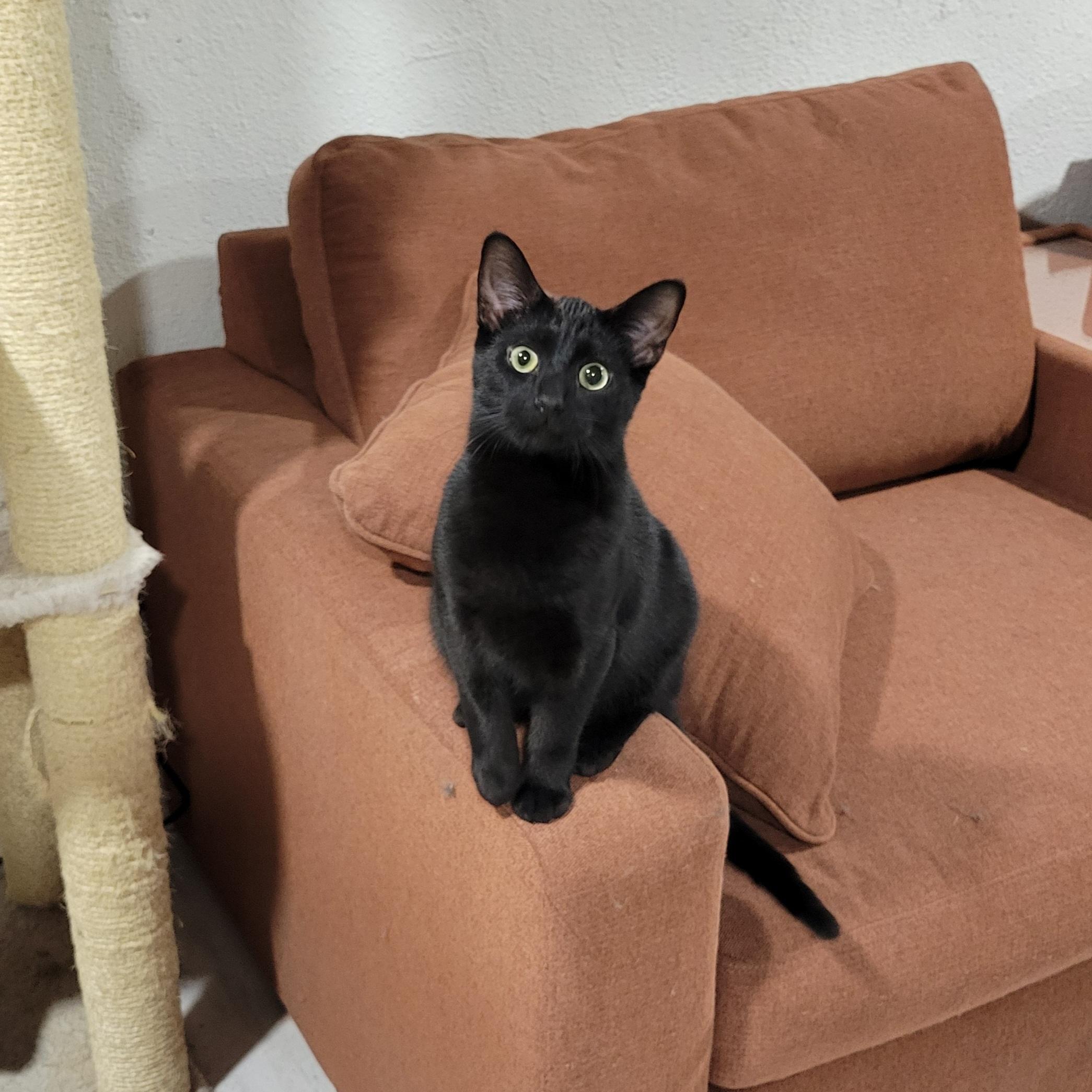 Enlarge Gomez, a Adoptable mixed breed in Lake Orion, MI image 2/5