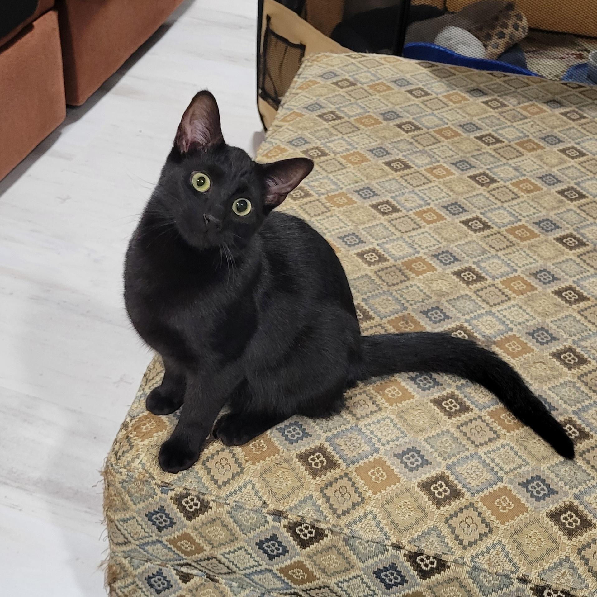 Enlarge Gomez, a Adoptable mixed breed in Lake Orion, MI image 3/5