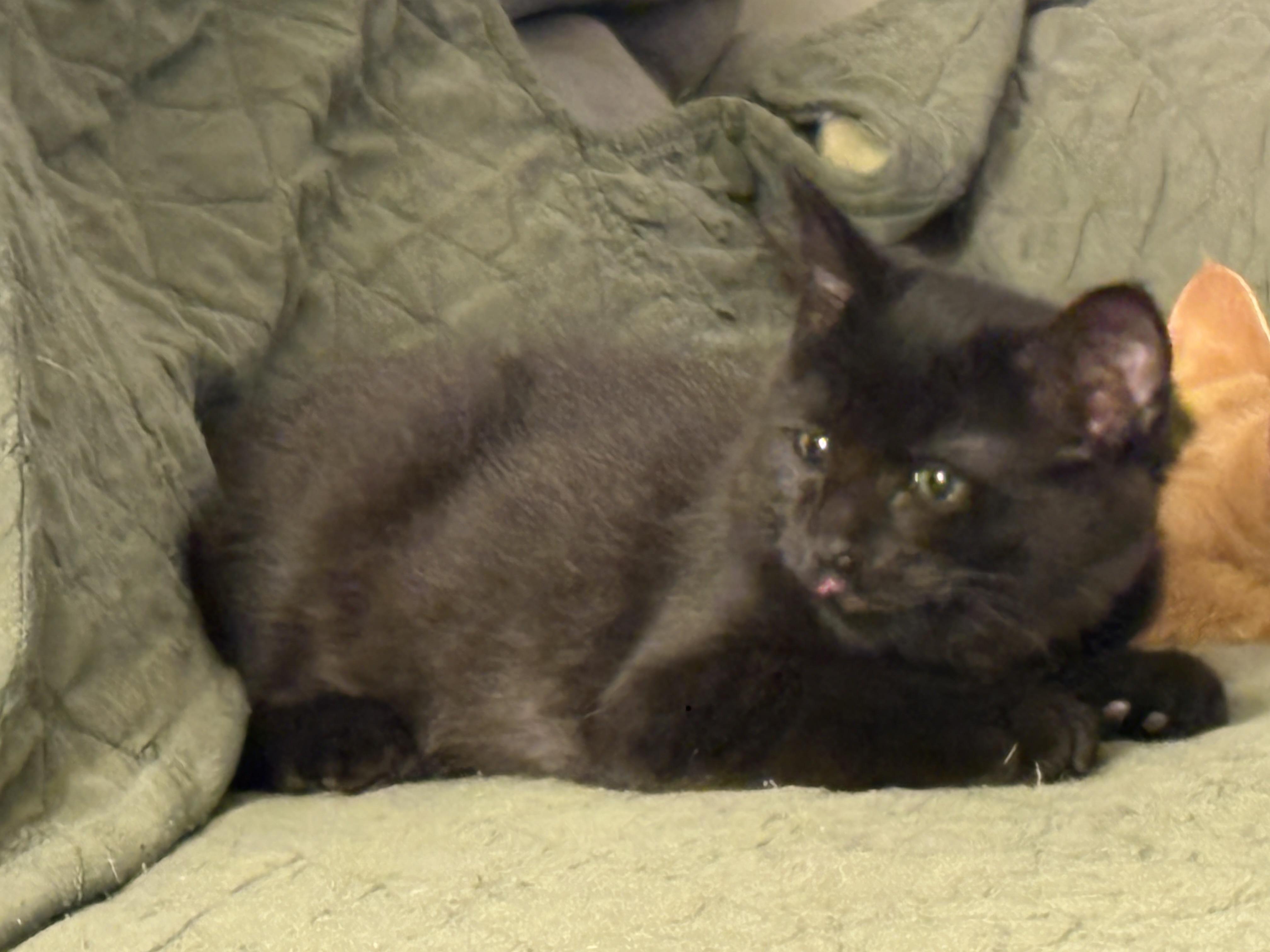Enlarge Ziggy, a ADOPTABLE Domestic Medium Hair in Riverside, RI image 2/3