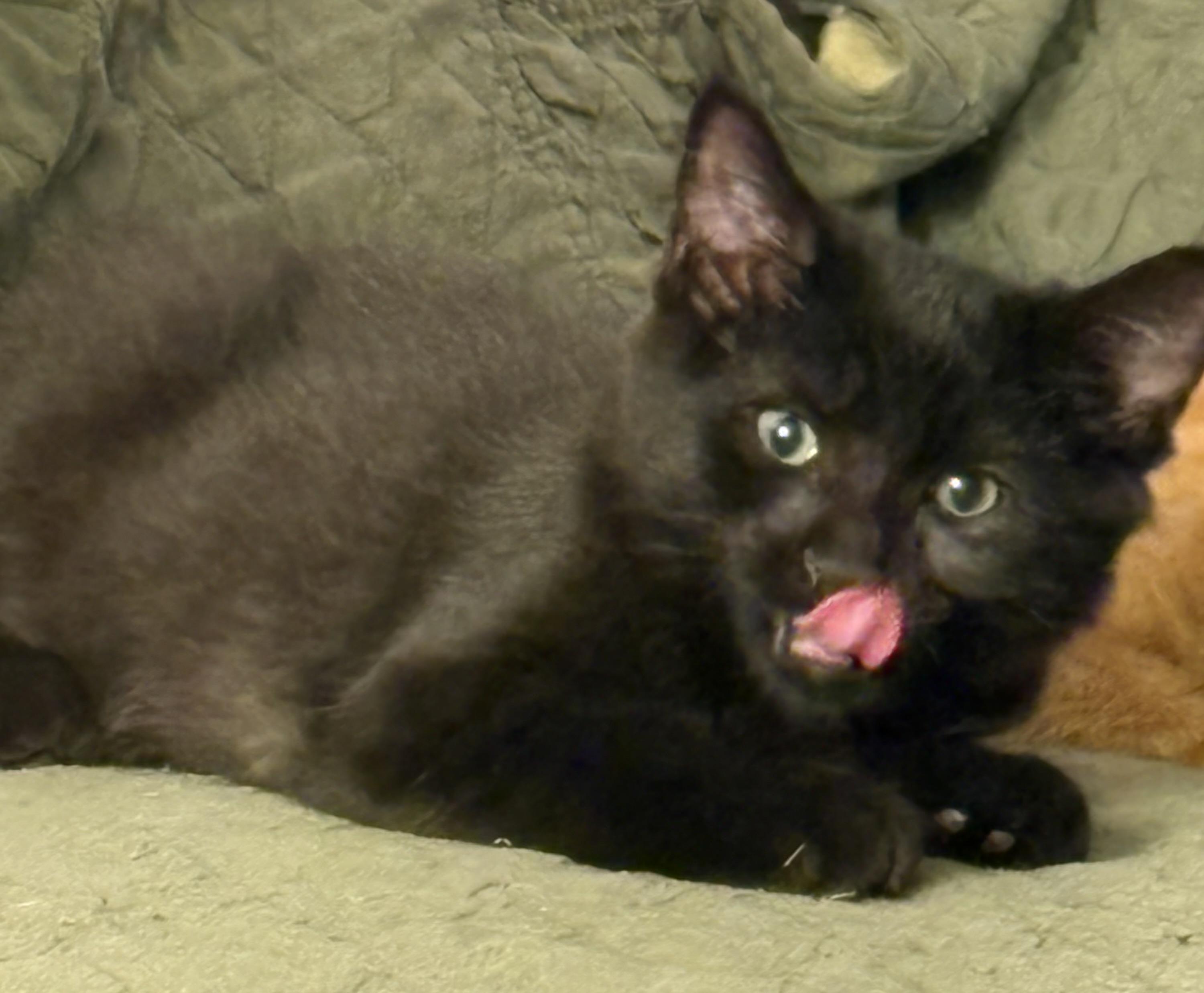 Ziggy, ADOPTABLE, Young Male Domestic Medium Hair.