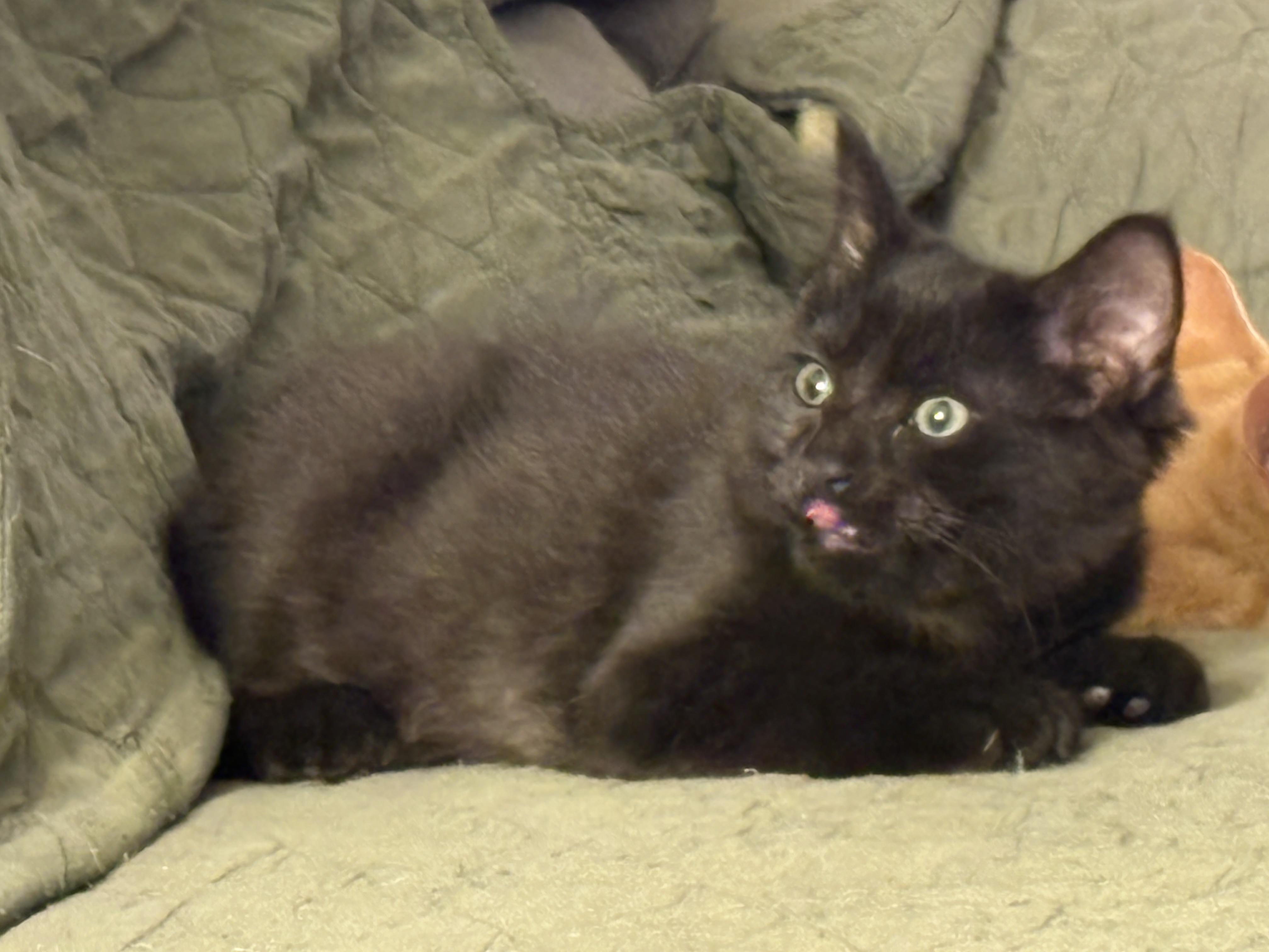 Enlarge Ziggy, a ADOPTABLE Domestic Medium Hair in Riverside, RI image 3/3