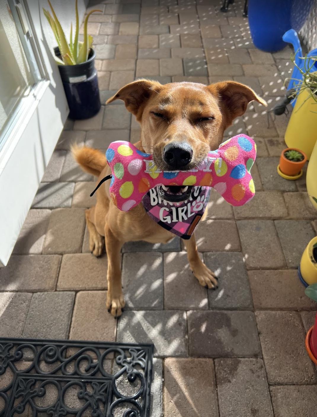 APecan, a Adoptable mixed breed in Los Angeles, CA image 5/6