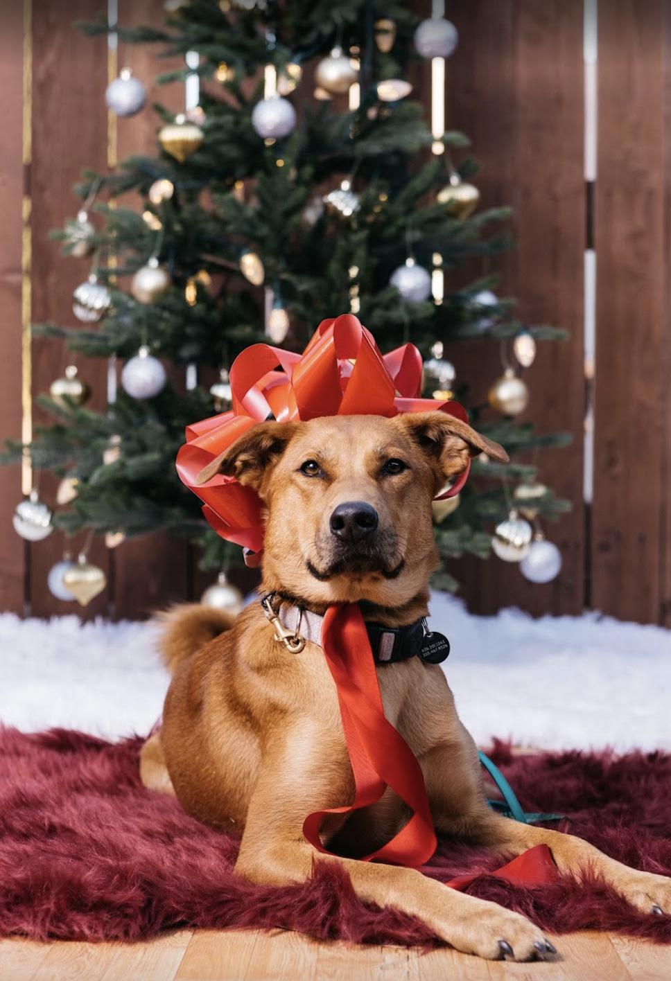 APecan, a Adoptable mixed breed in Los Angeles, CA image 4/6