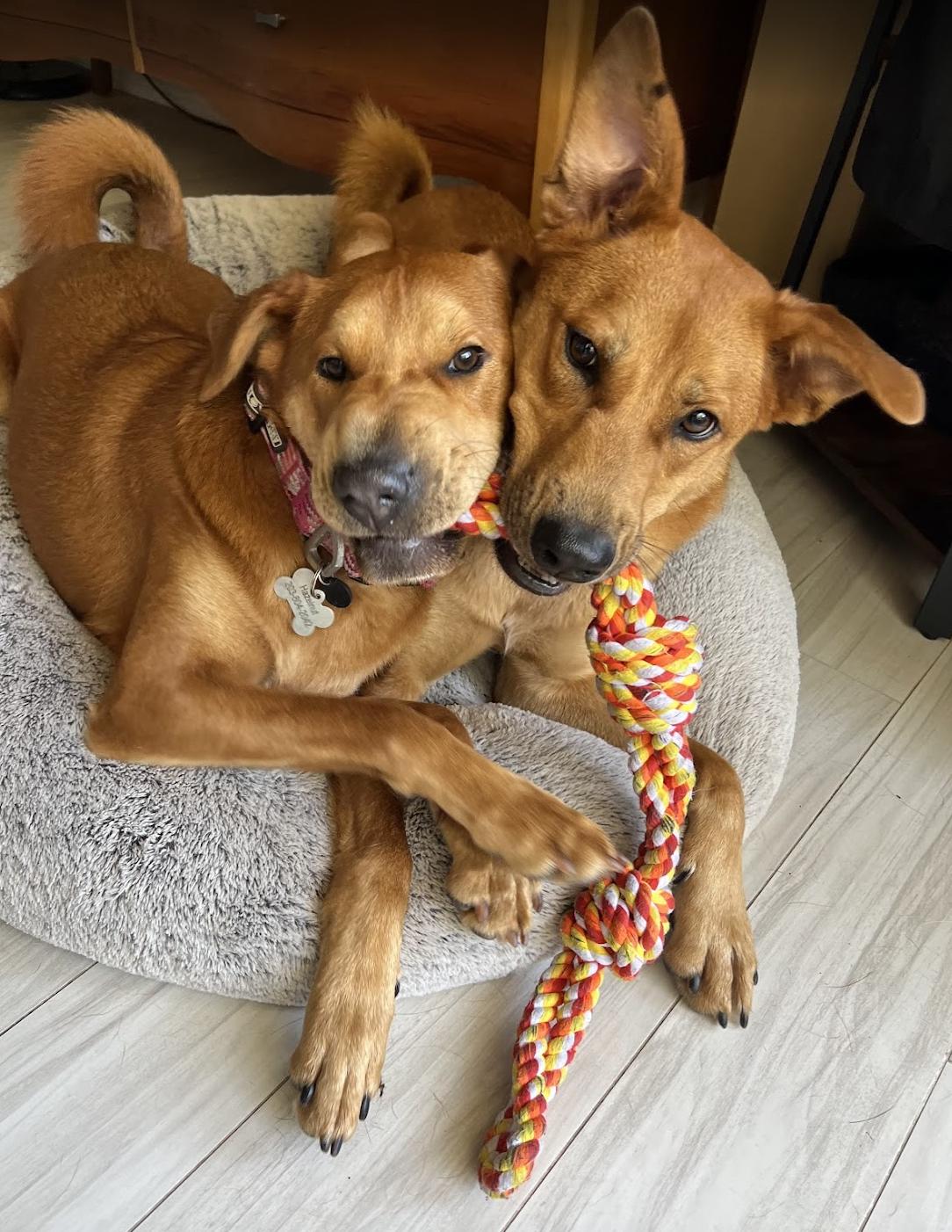 APecan, a Adoptable mixed breed in Los Angeles, CA image 3/6