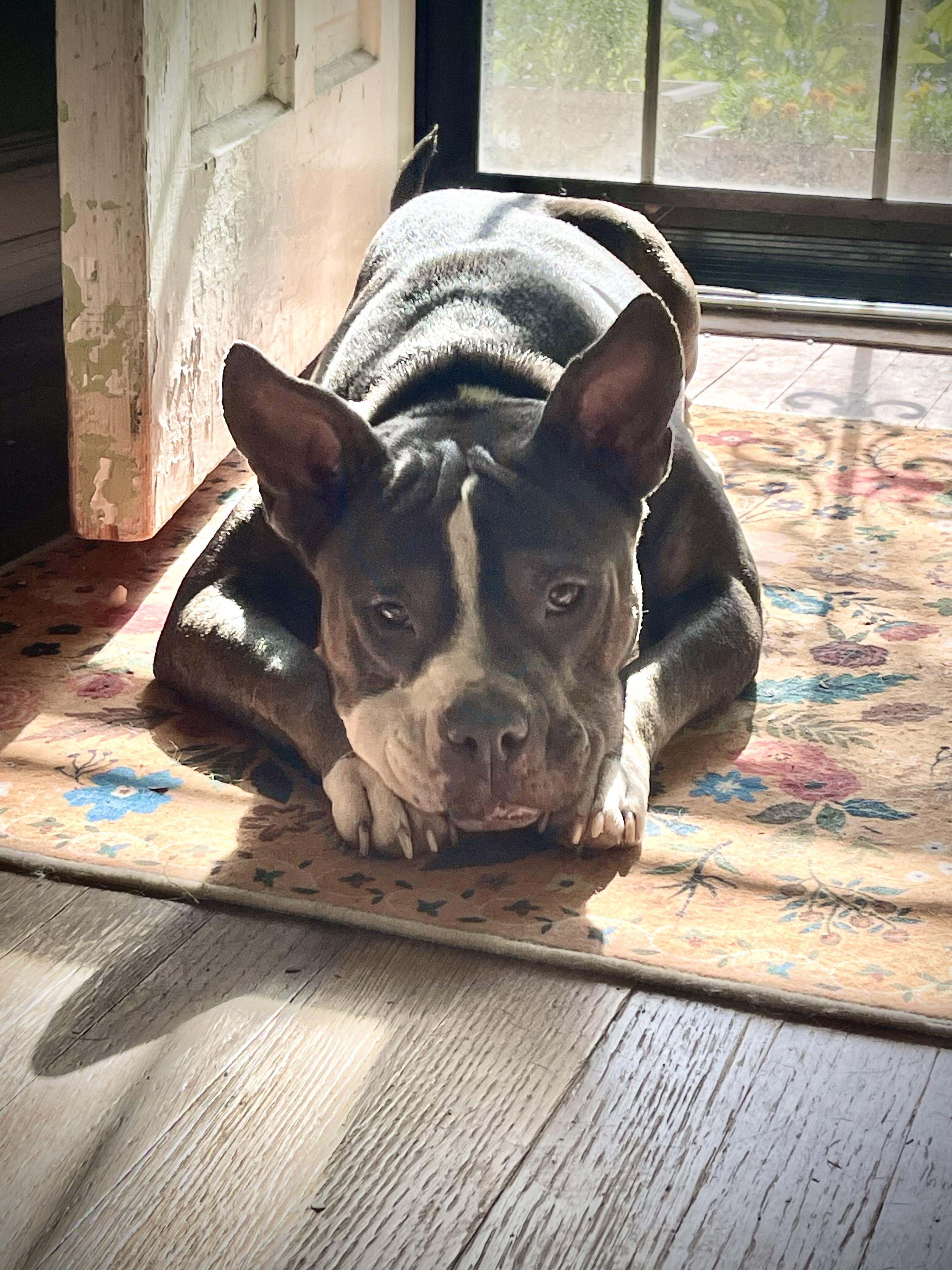 Sky, Adult Female unknown
