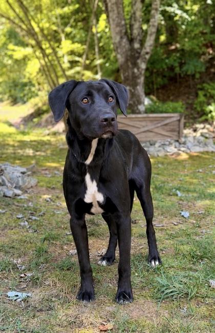 Bruce, Adoptable, Adult Male Labrador Retriever & Mixed Breed.