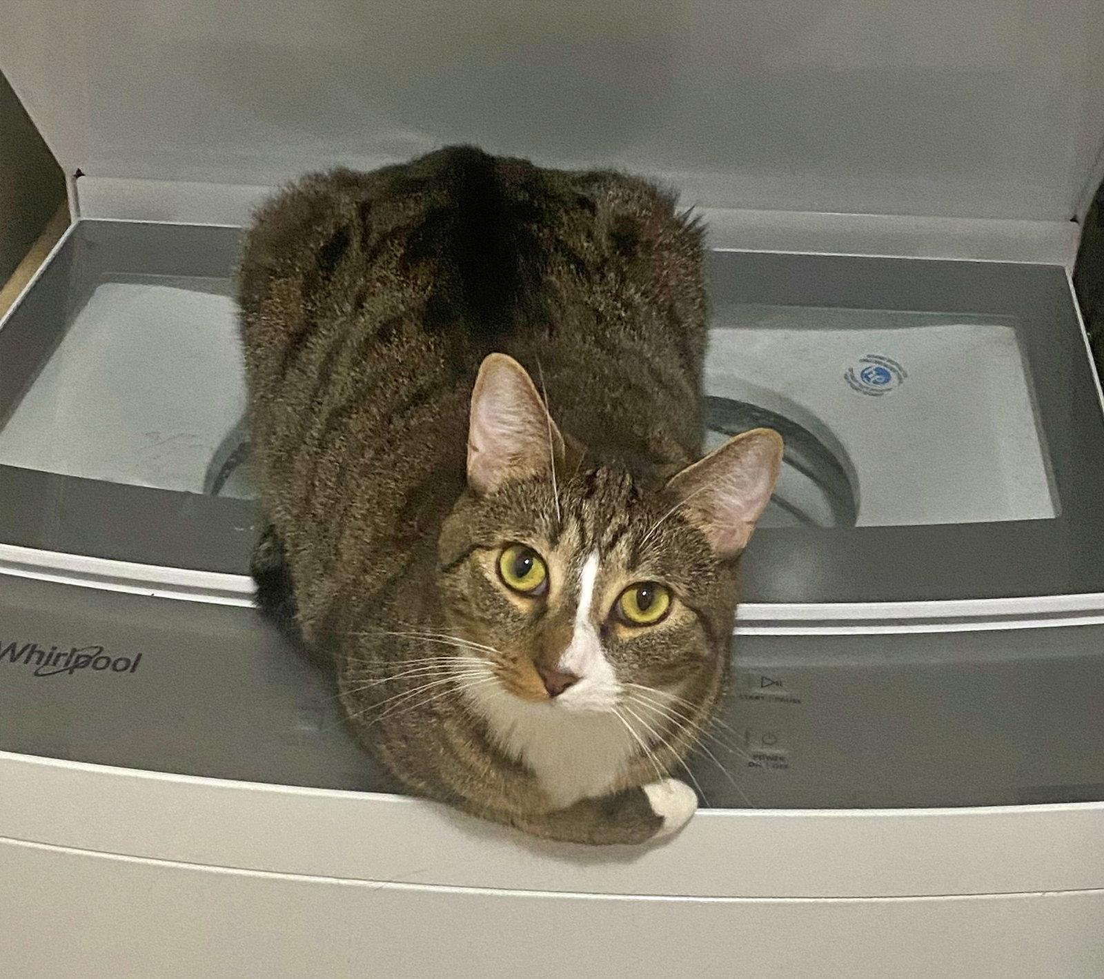 MELODY #1878 - Offered by Owner - Family Tabby, Adoptable, Young Female Tabby & Domestic Short Hair.