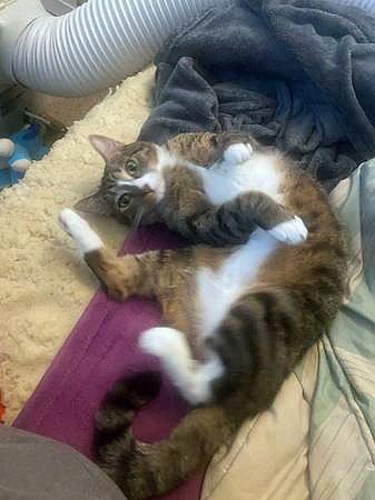 MELODY #1878 - Offered by Owner - Family Tabby, a Adoptable mixed breed in Hillsboro, OR image 2/3