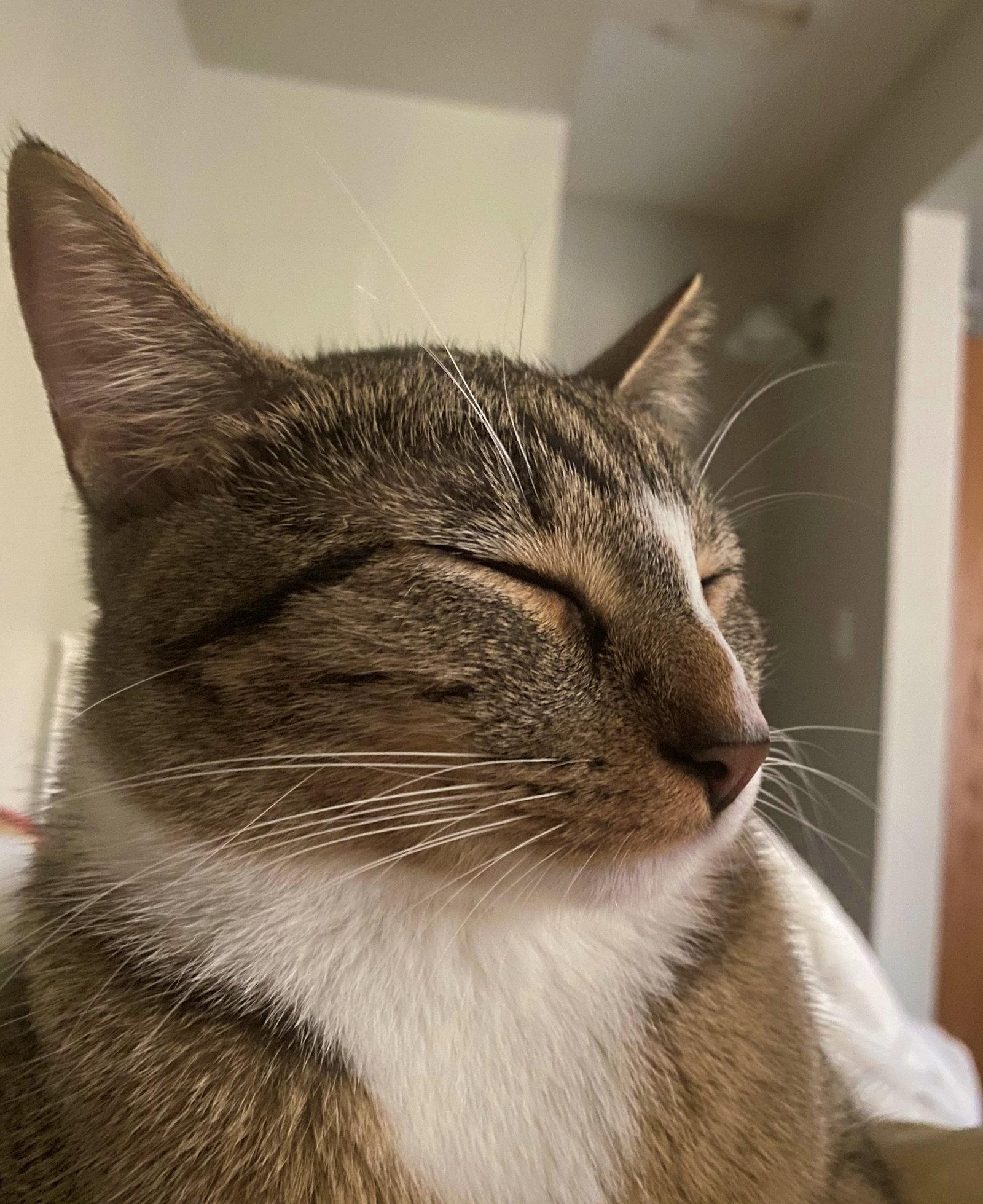 MELODY #1878 - Offered by Owner - Family Tabby, a Adoptable mixed breed in Hillsboro, OR image 3/3