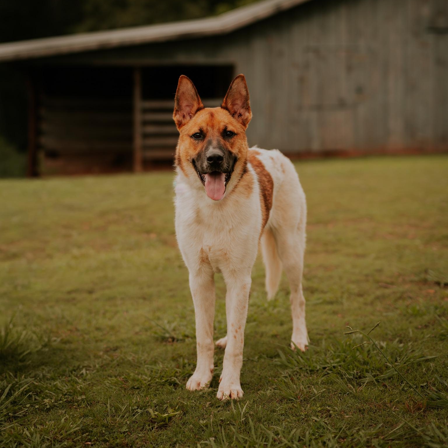 Enlarge Lasso, a ADOPTABLE mixed breed in Marietta, GA image 3/6