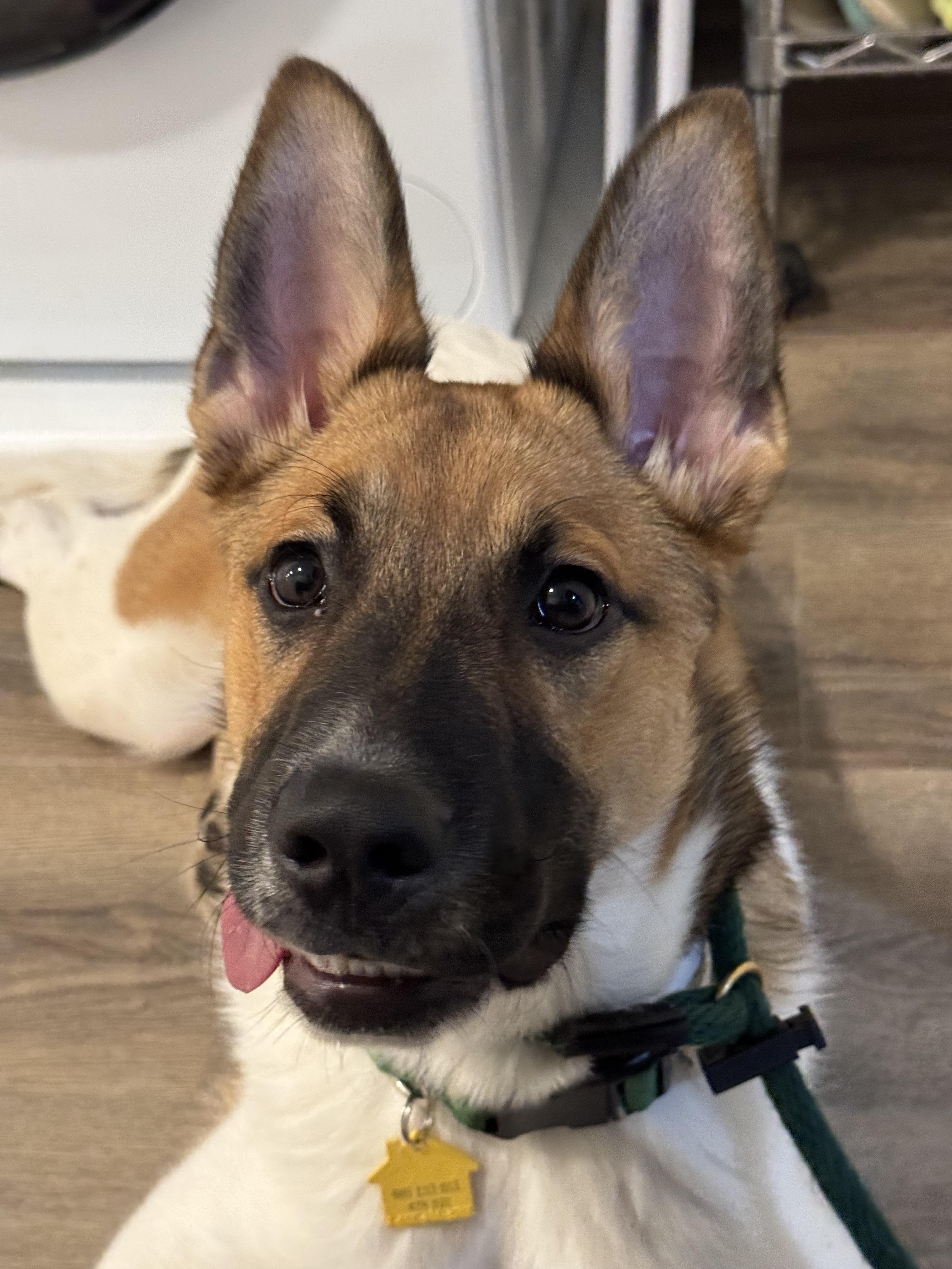 Enlarge Lasso, a ADOPTABLE mixed breed in Marietta, GA image 5/6