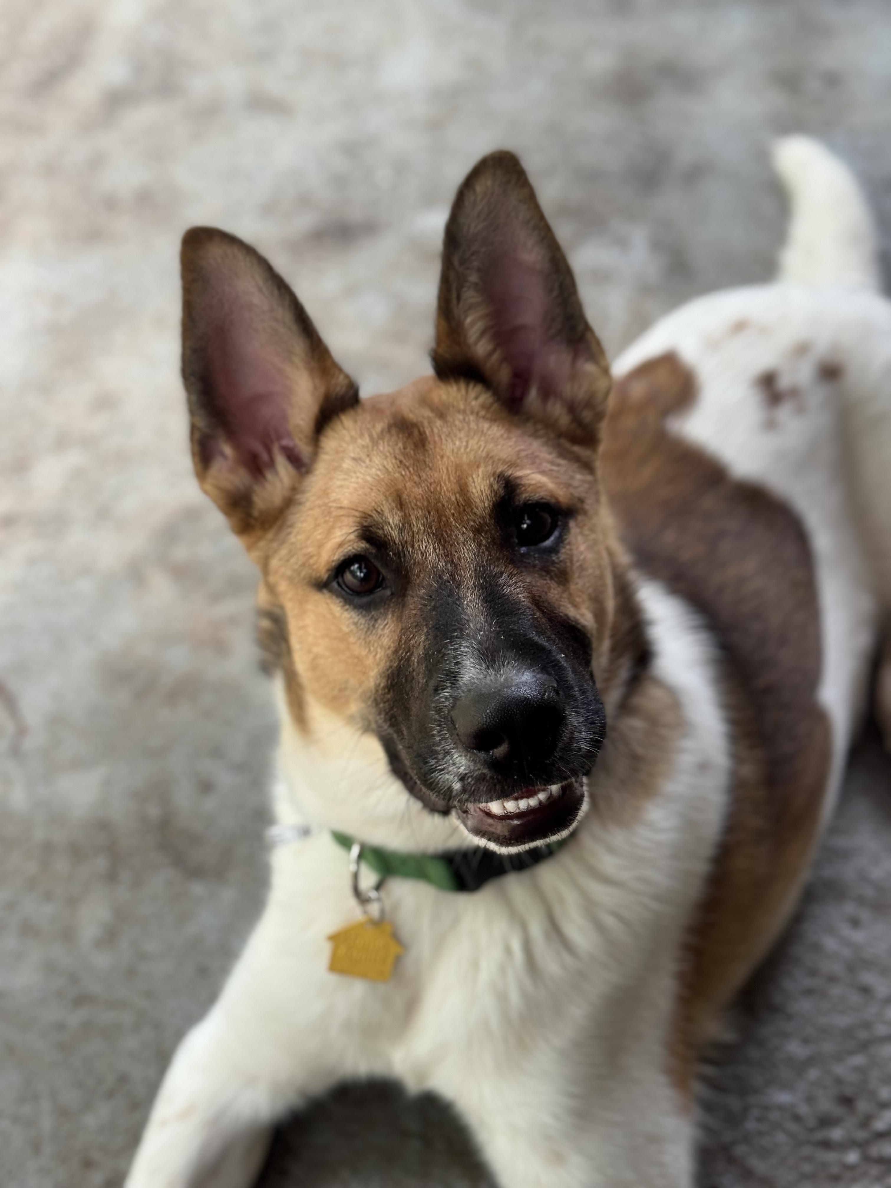 Enlarge Lasso, a ADOPTABLE mixed breed in Marietta, GA image 6/6