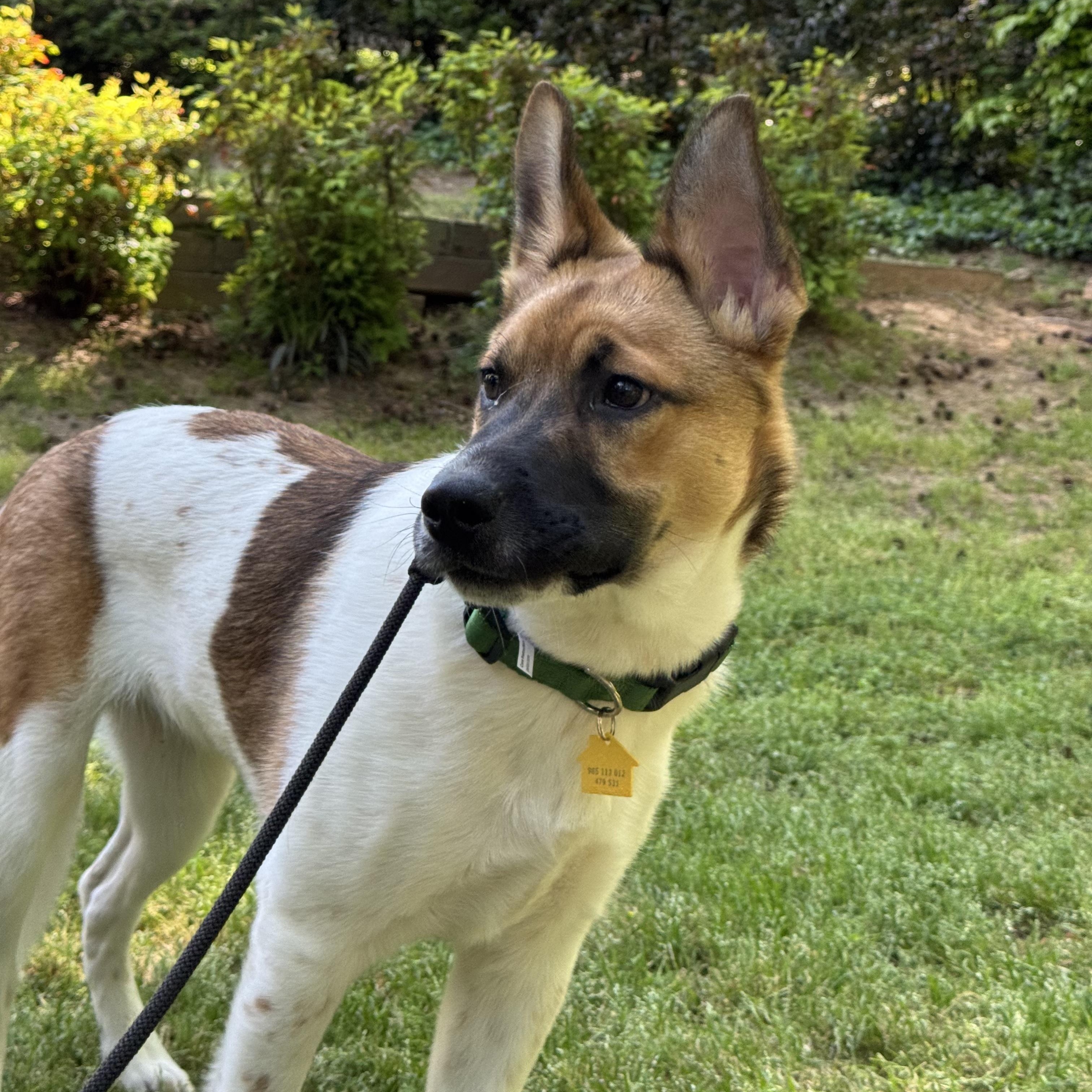 Enlarge Lasso, a ADOPTABLE mixed breed in Marietta, GA image 3/4
