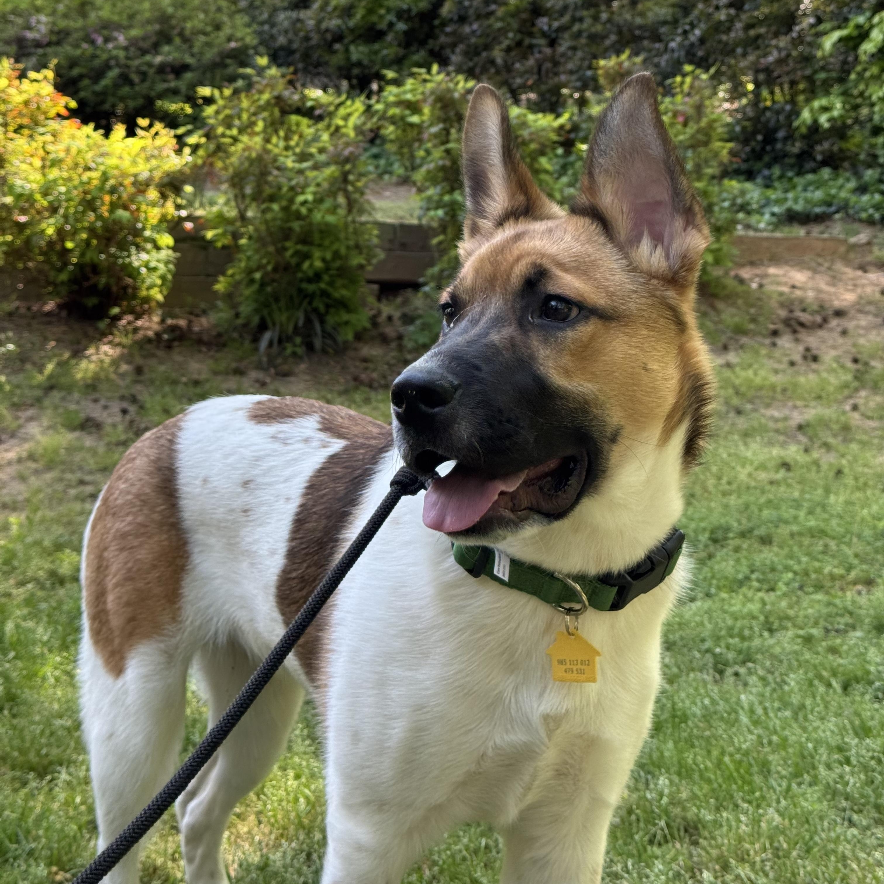 Enlarge Lasso, a ADOPTABLE mixed breed in Marietta, GA image 1/4