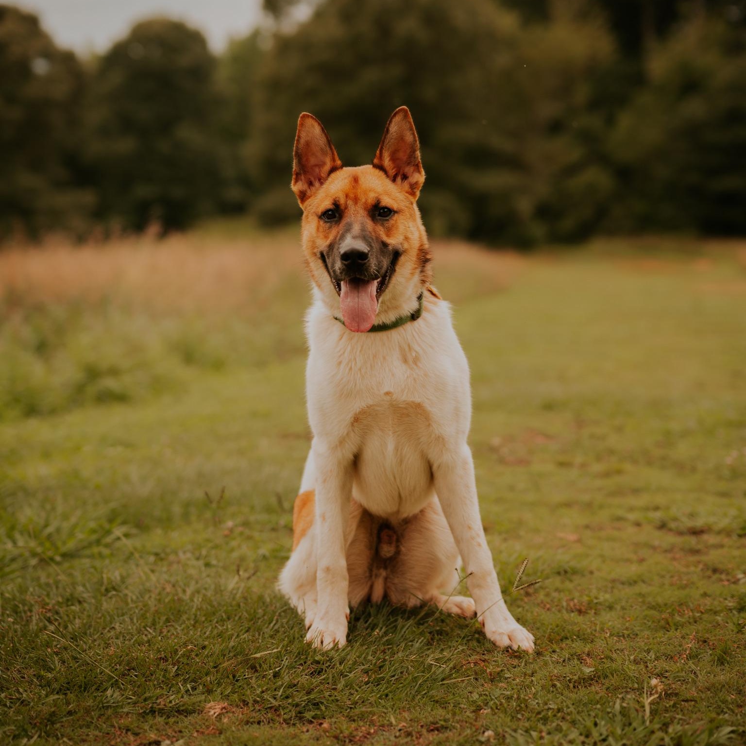 Enlarge Lasso, a ADOPTABLE mixed breed in Marietta, GA image 1/6