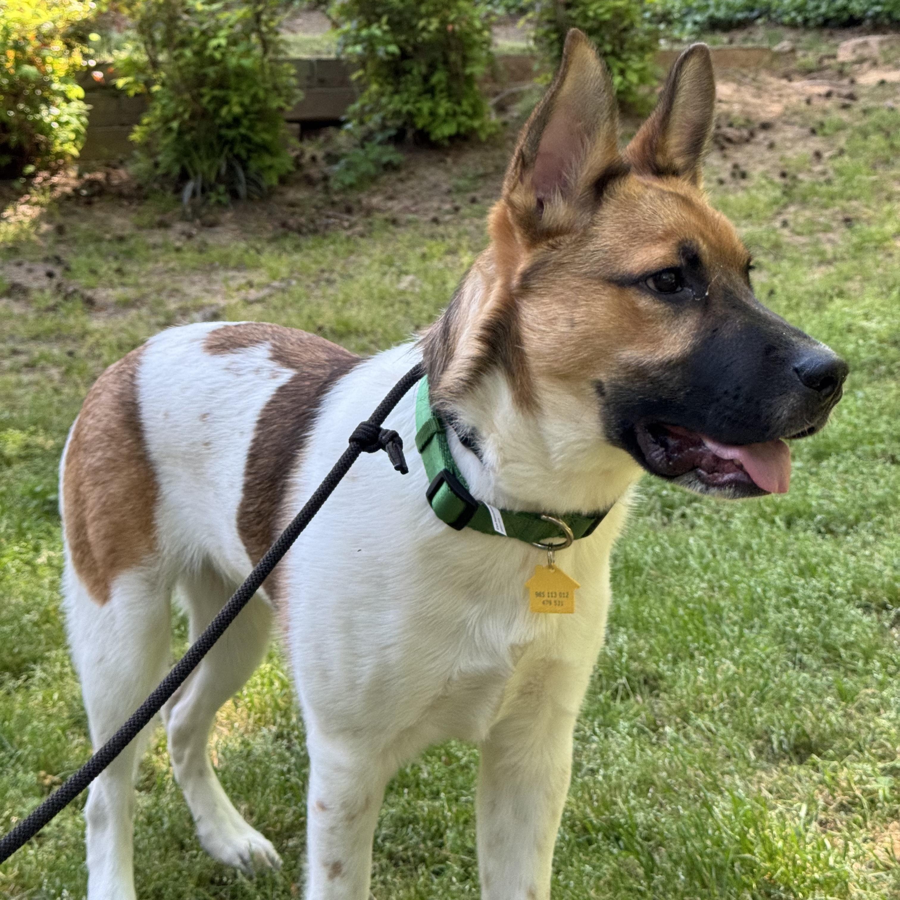 Enlarge Lasso, a ADOPTABLE mixed breed in Marietta, GA image 2/4