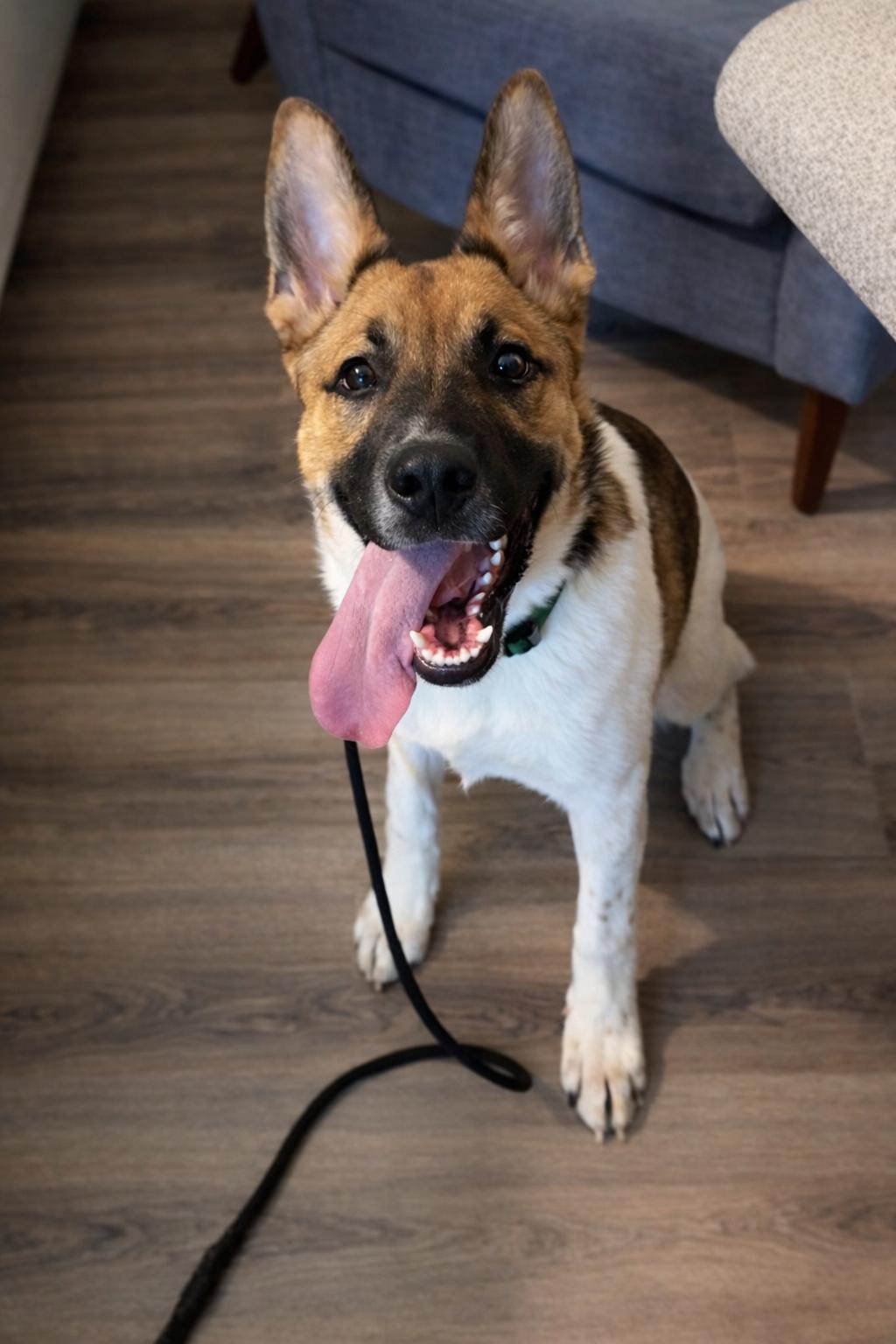 Enlarge Lasso, a ADOPTABLE mixed breed in Marietta, GA image 4/4