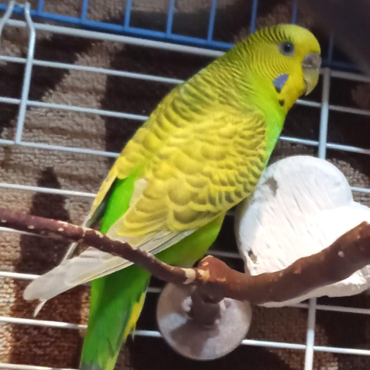 Monica, Adoptable, Adult Female Budgie / Budgerigar.