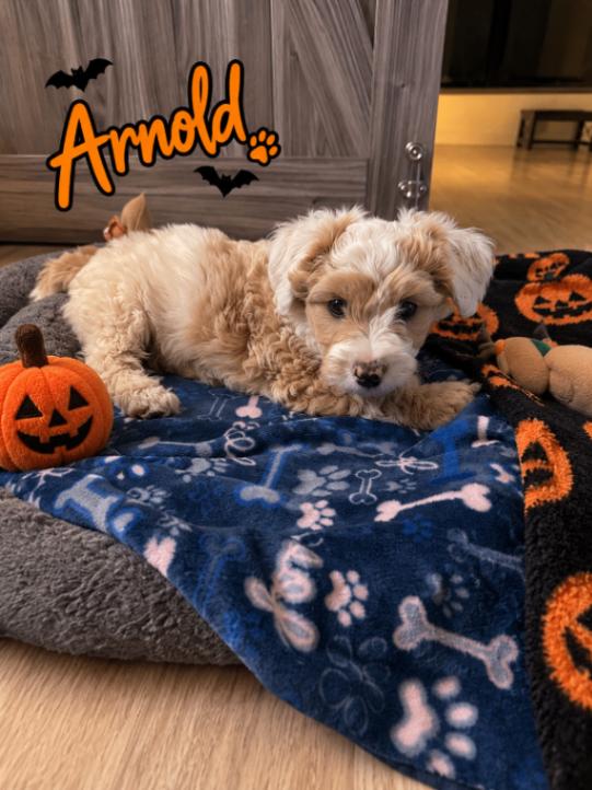 Arnold, Adopted, Young Male Poodle & Mixed Breed.