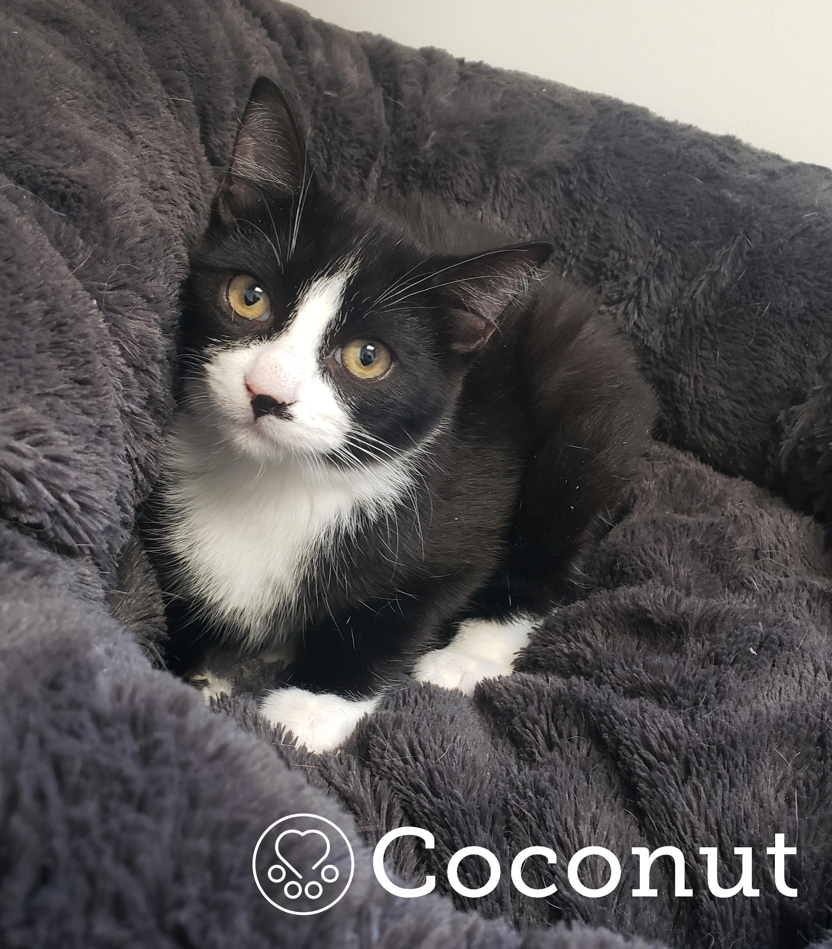 Coconut, Adoptable, Kitten Male Domestic Short Hair.