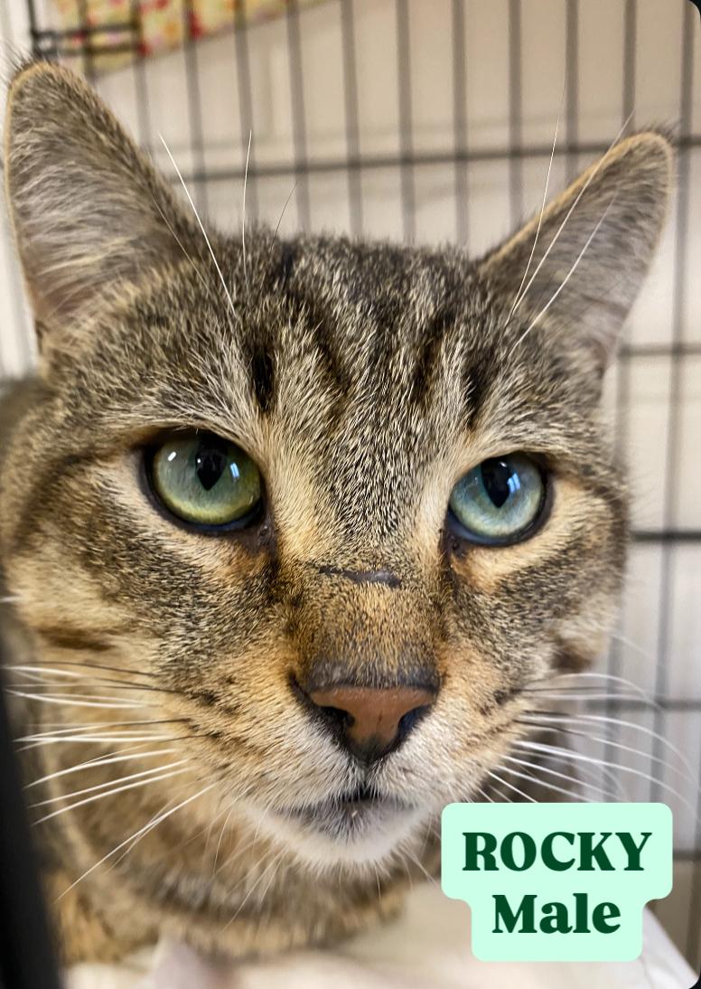 Enlarge Rocky, an adopted Domestic Short Hair in Cannington, ON image 1/1