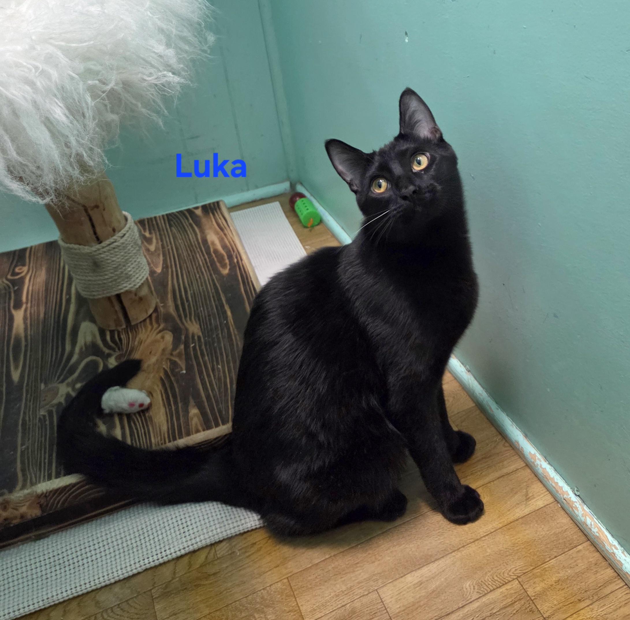 Enlarge Luka, a ADOPTABLE mixed breed in Whitewater, WI image 3/4