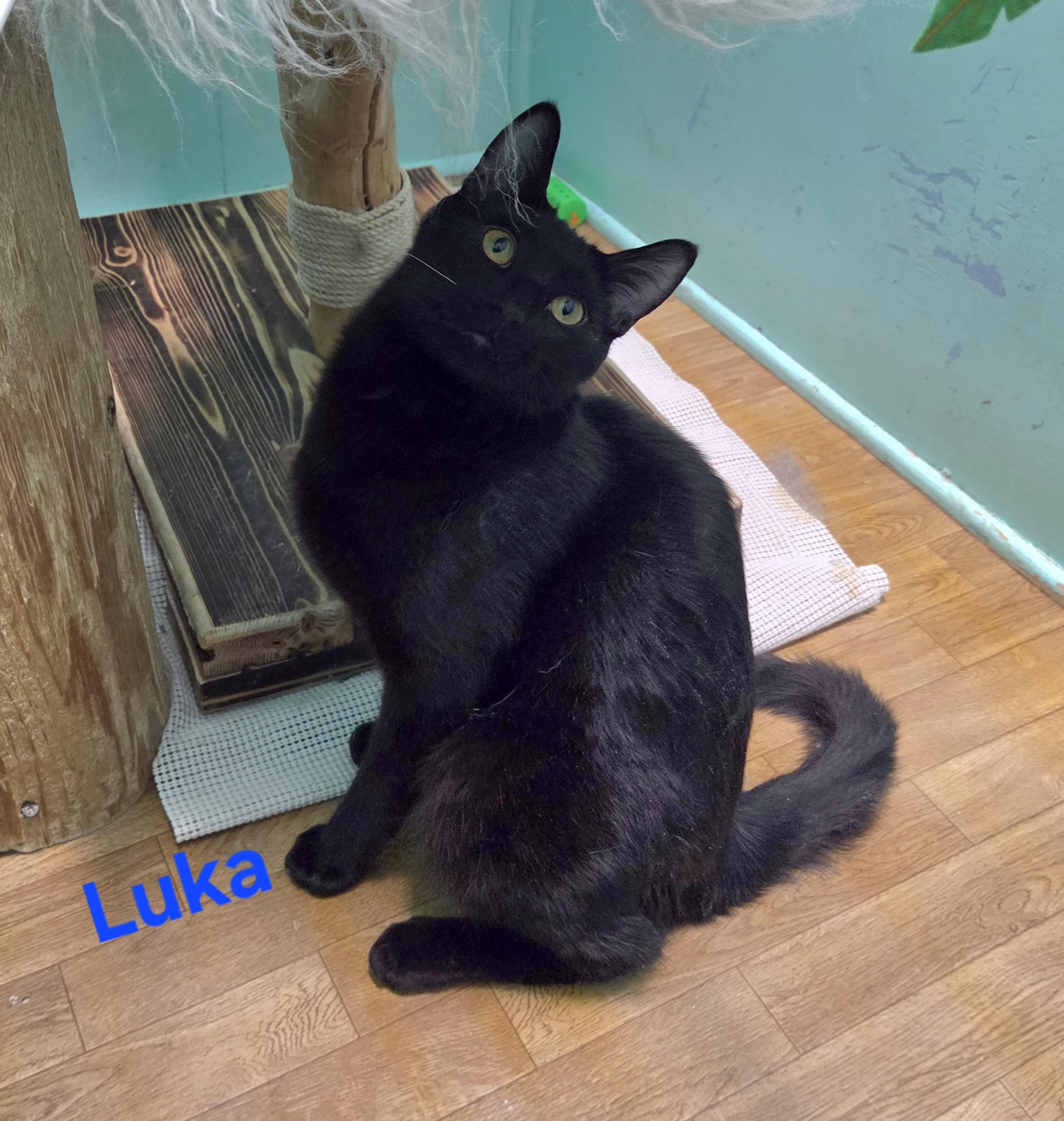 Enlarge Luka, a ADOPTABLE mixed breed in Whitewater, WI image 1/4