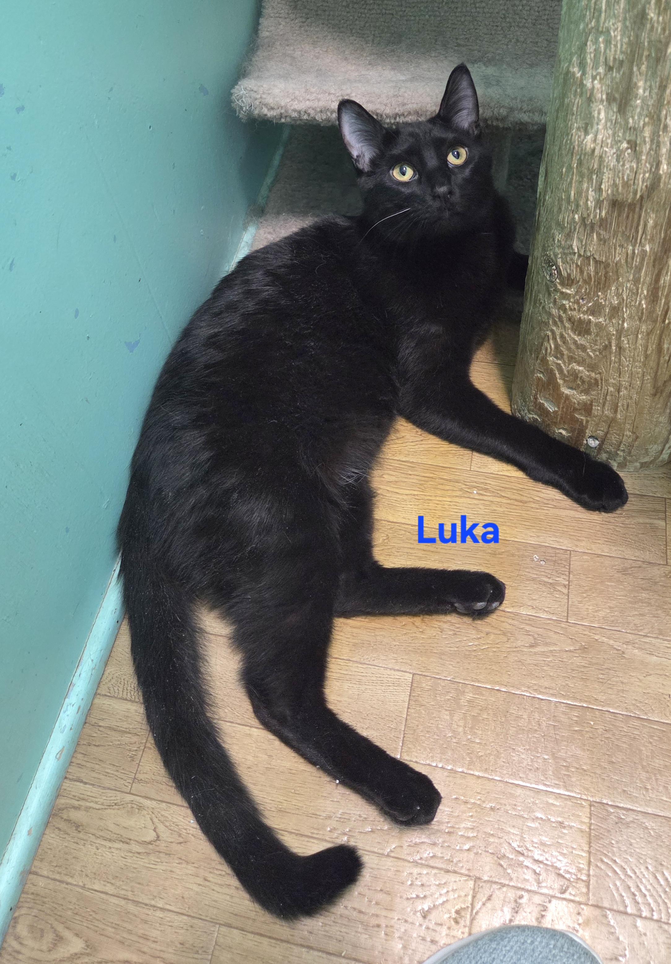 Enlarge Luka, a ADOPTABLE mixed breed in Whitewater, WI image 2/4