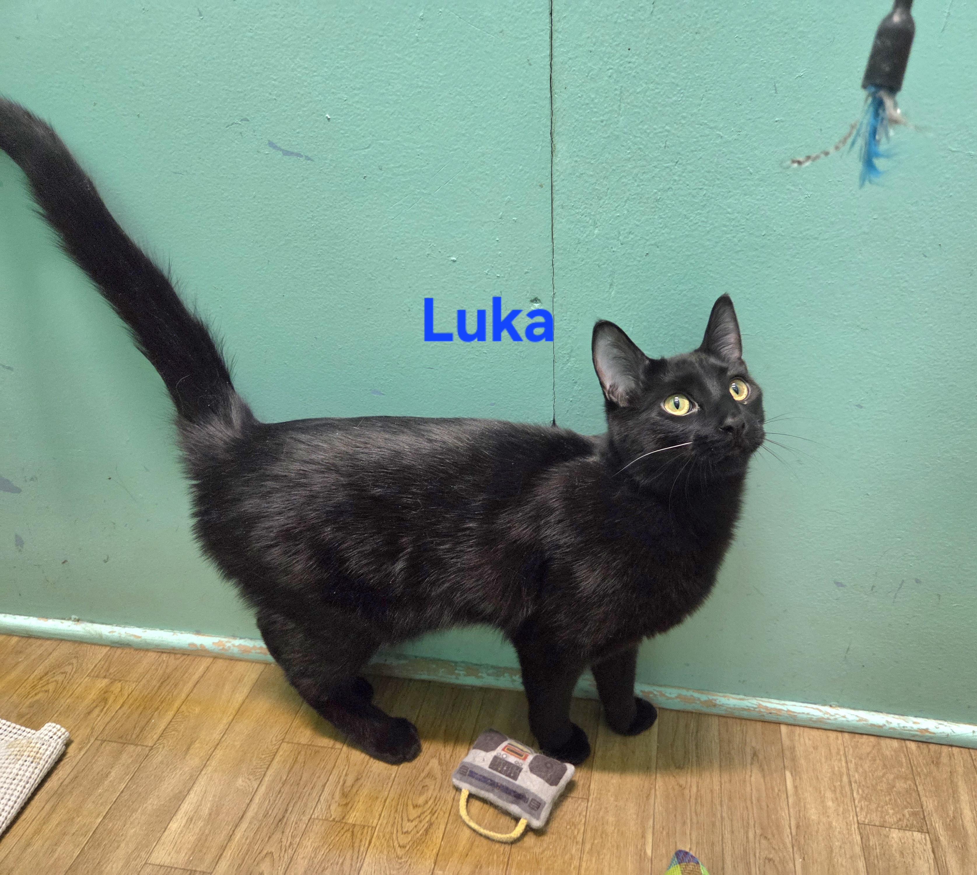 Enlarge Luka, a ADOPTABLE mixed breed in Whitewater, WI image 4/4