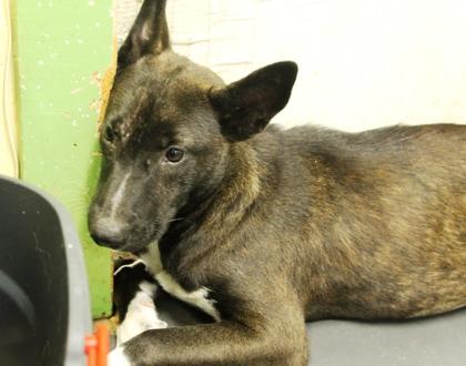 Sarah, Adoptable, Young Female Shepherd & Mixed Breed.