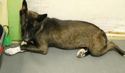 Enlarge Sarah, a Adoptable mixed breed in Picayune, MS image 2/3