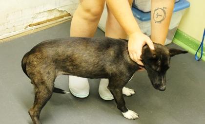 Enlarge Sarah, a Adoptable mixed breed in Picayune, MS image 3/3