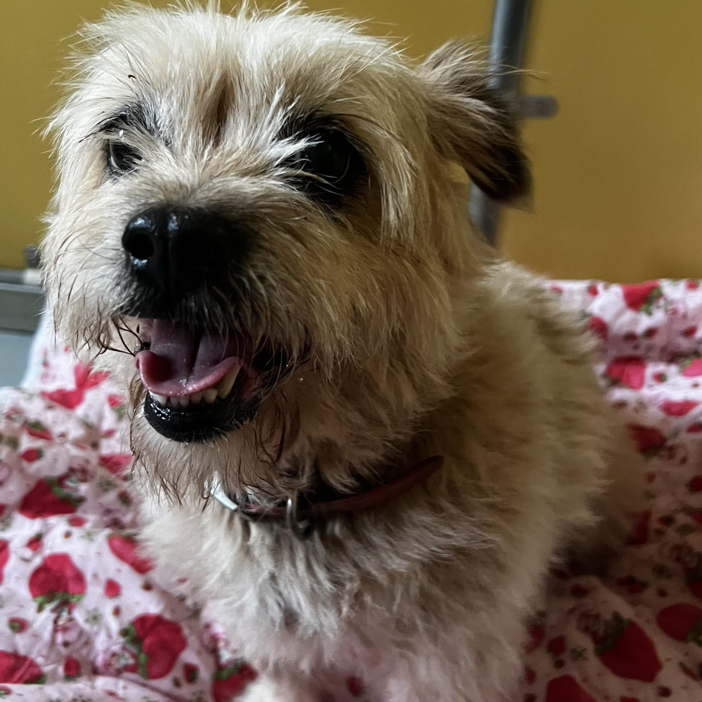Enlarge Jolene, an adopted Terrier in Culpeper, VA image 1/1