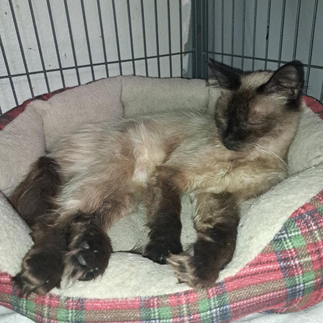 Twilight, Adoptable, Adult Female Siamese.