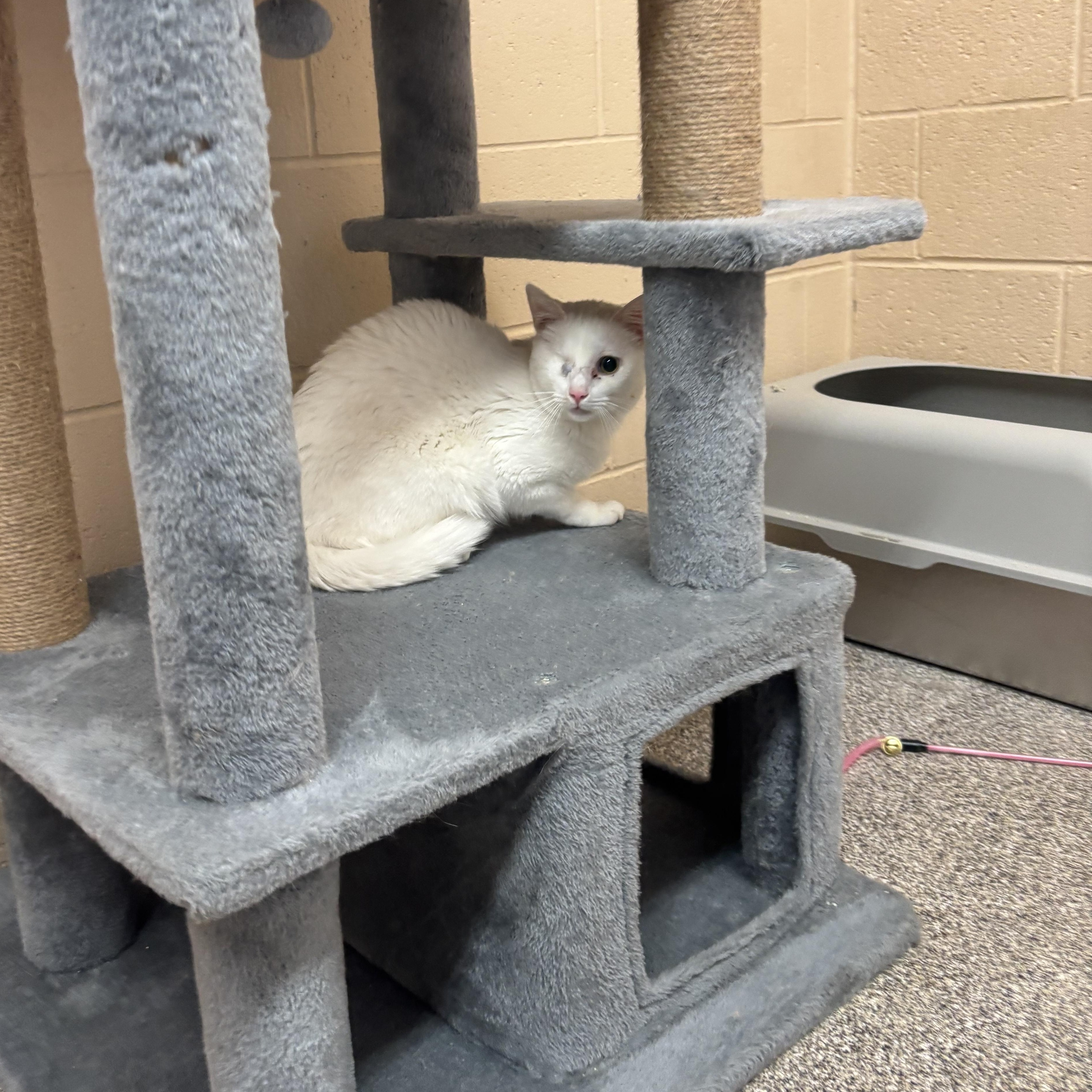 Enlarge "One Eyed" Willy, a ADOPTABLE Domestic Short Hair in Washington, UT image 1/1
