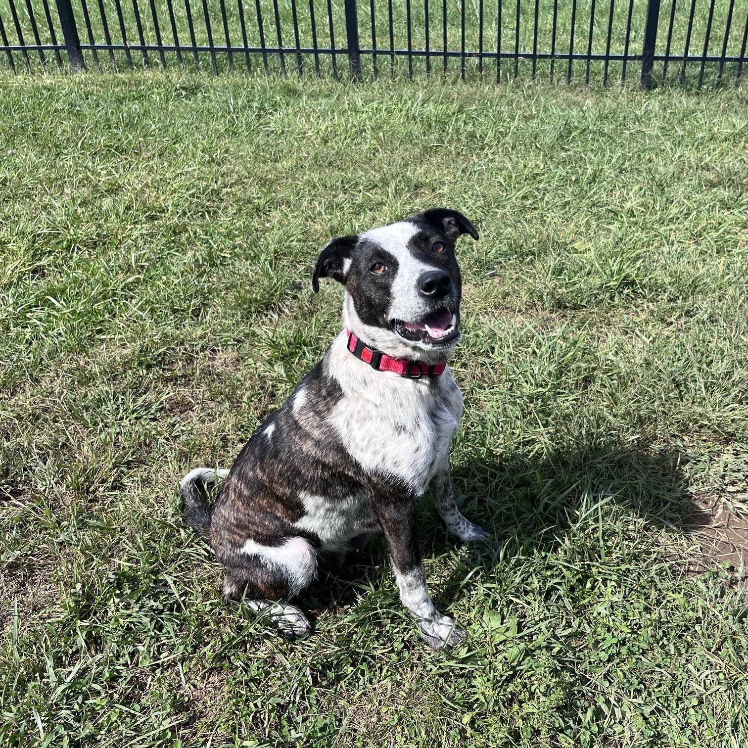 Enlarge Anjeria, a Adoptable mixed breed in West Jefferson, OH image 2/3
