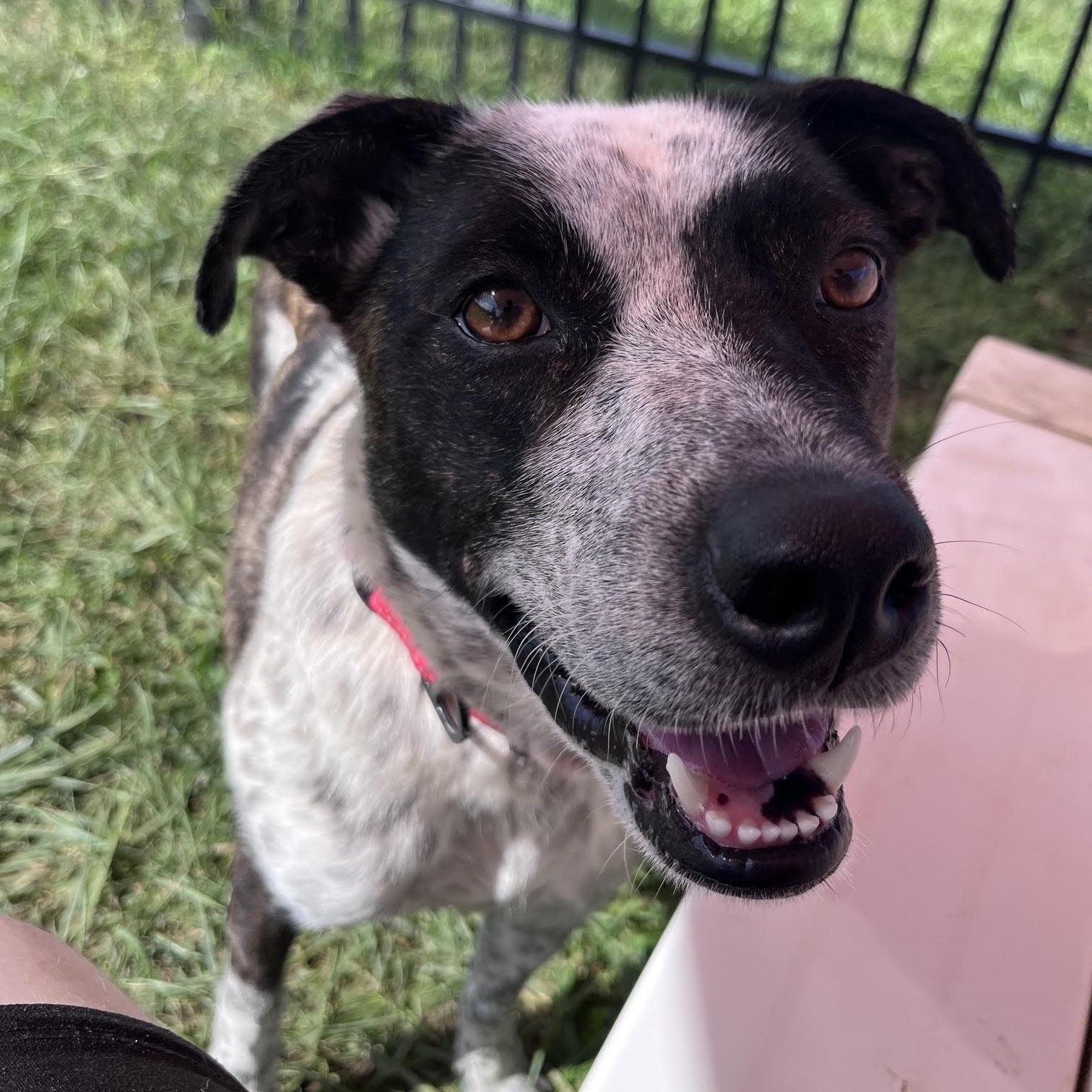 Enlarge Anjeria, a Adoptable mixed breed in West Jefferson, OH image 3/3